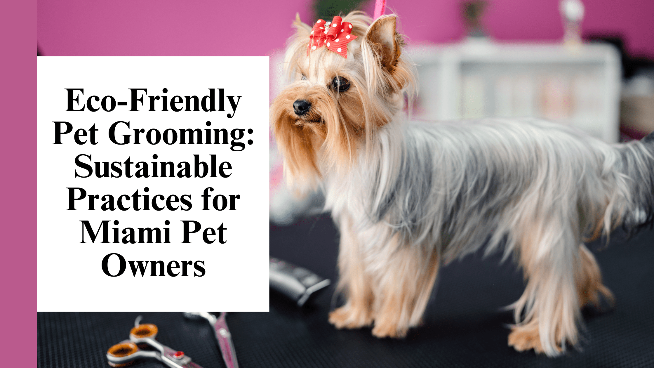 Eco-Friendly Pet Grooming Sustainable Practices for Miami Pet Owners