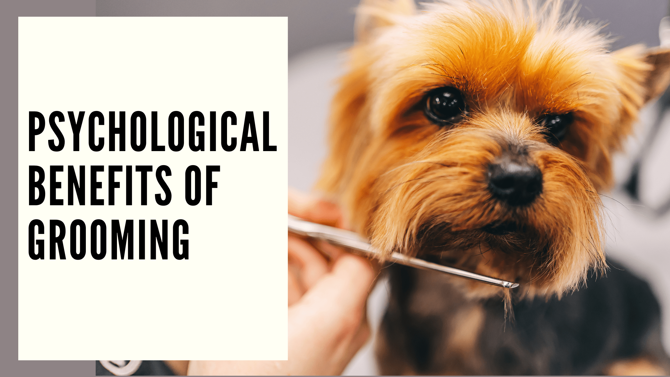 Psychological Benefits of Grooming
