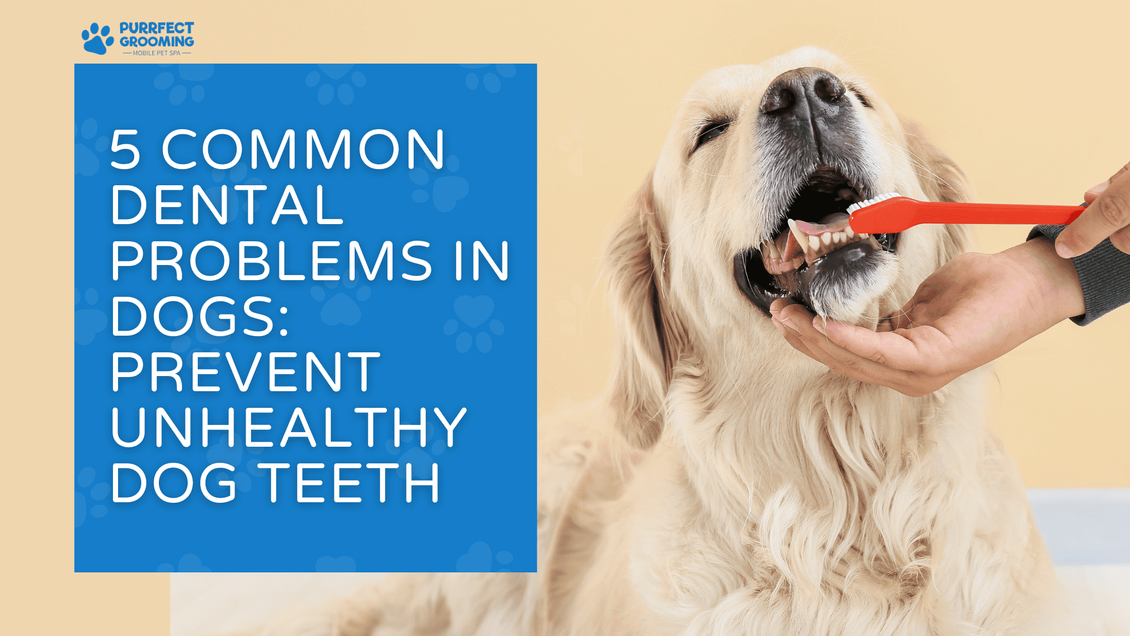 unhealthy dog teeth