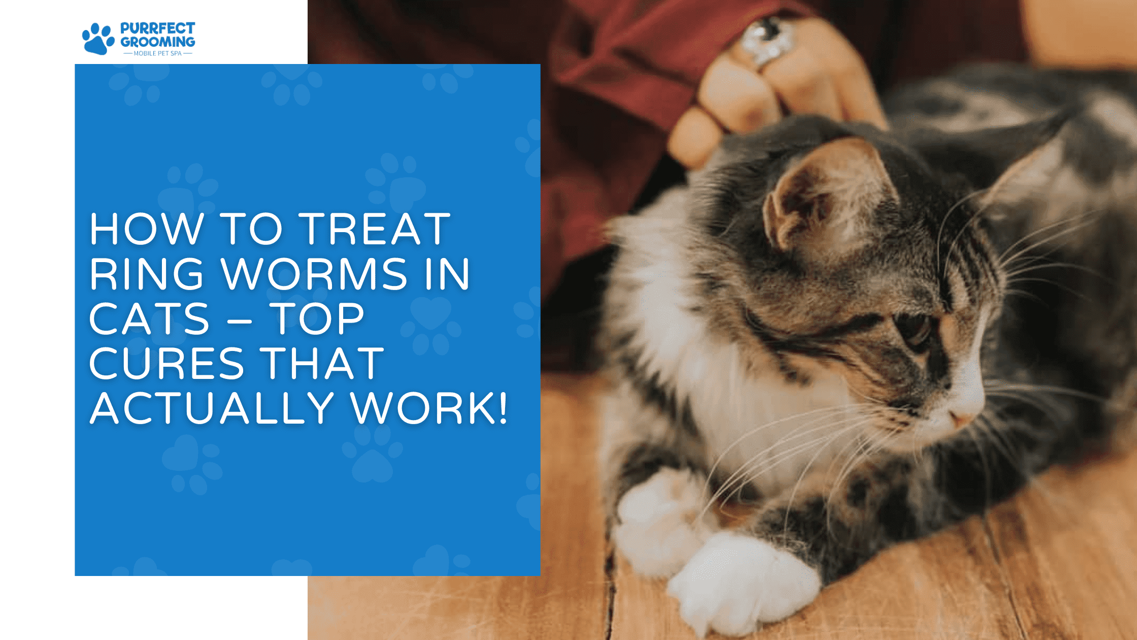 how to treat ring worms in cats