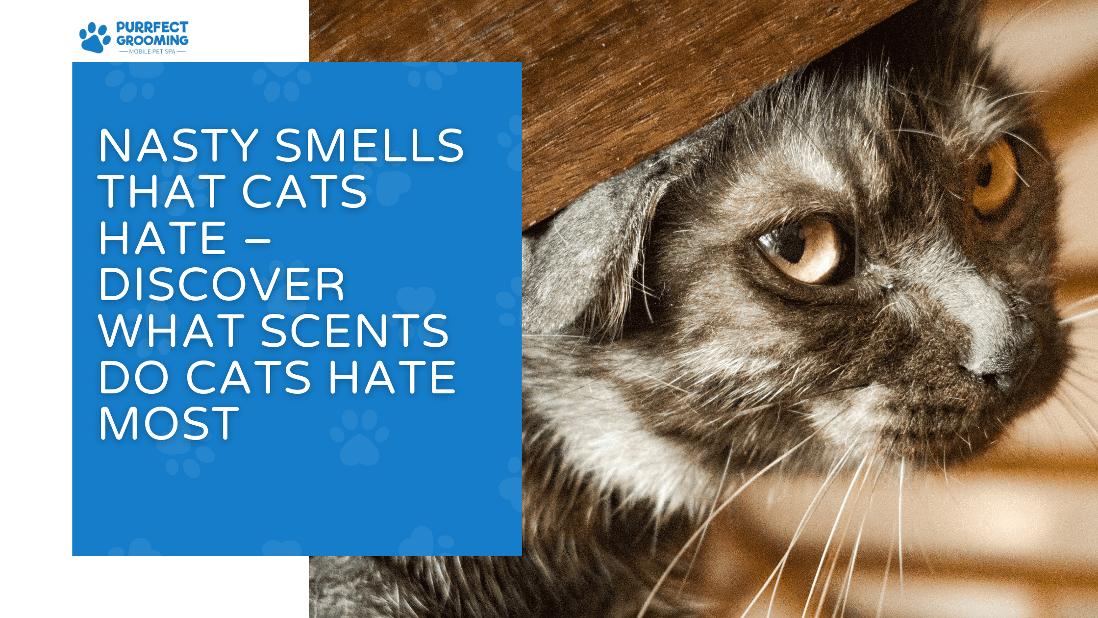 what scents do cats hate