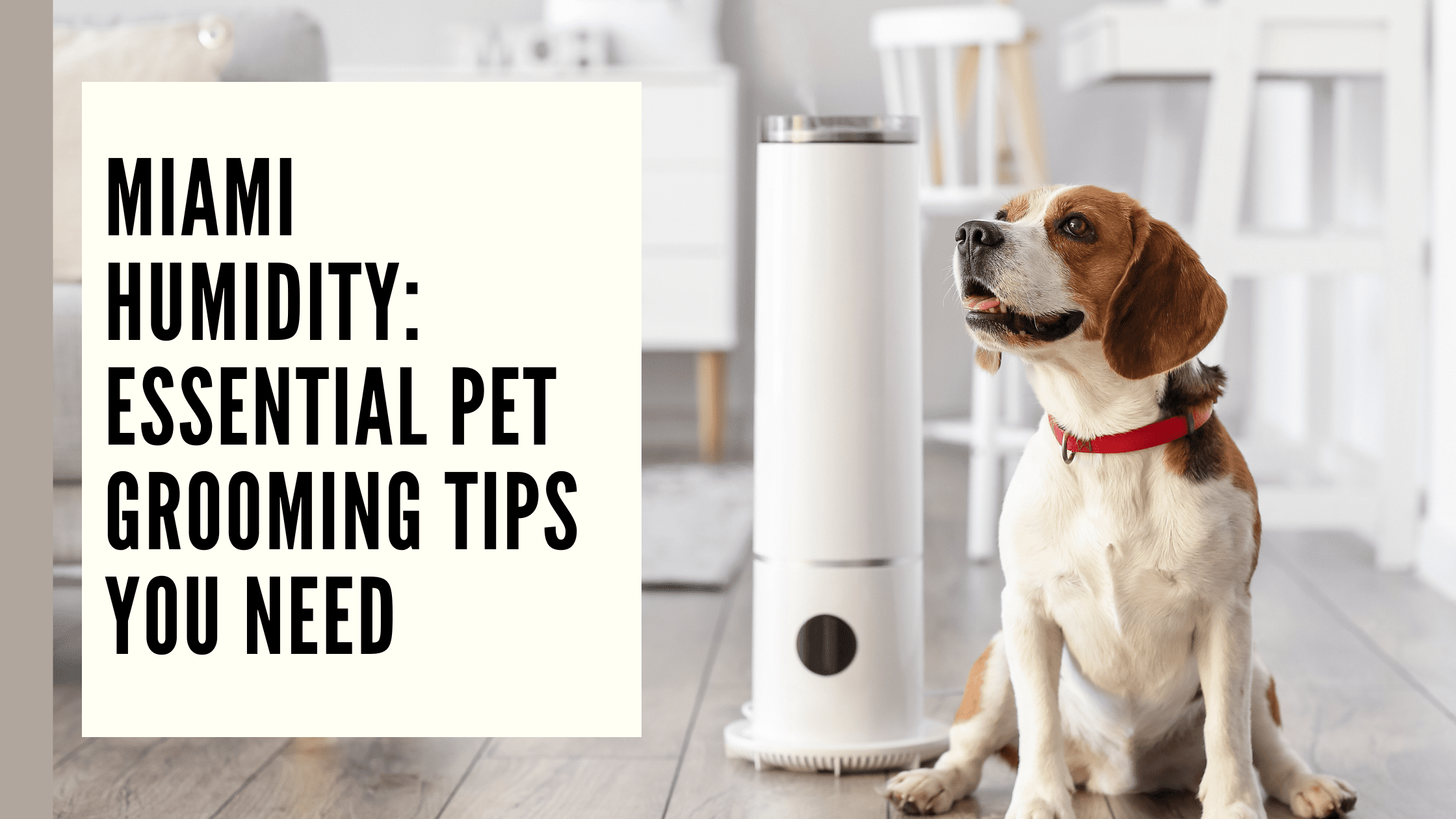 Miami Humidity Essential Pet Grooming Tips You Need