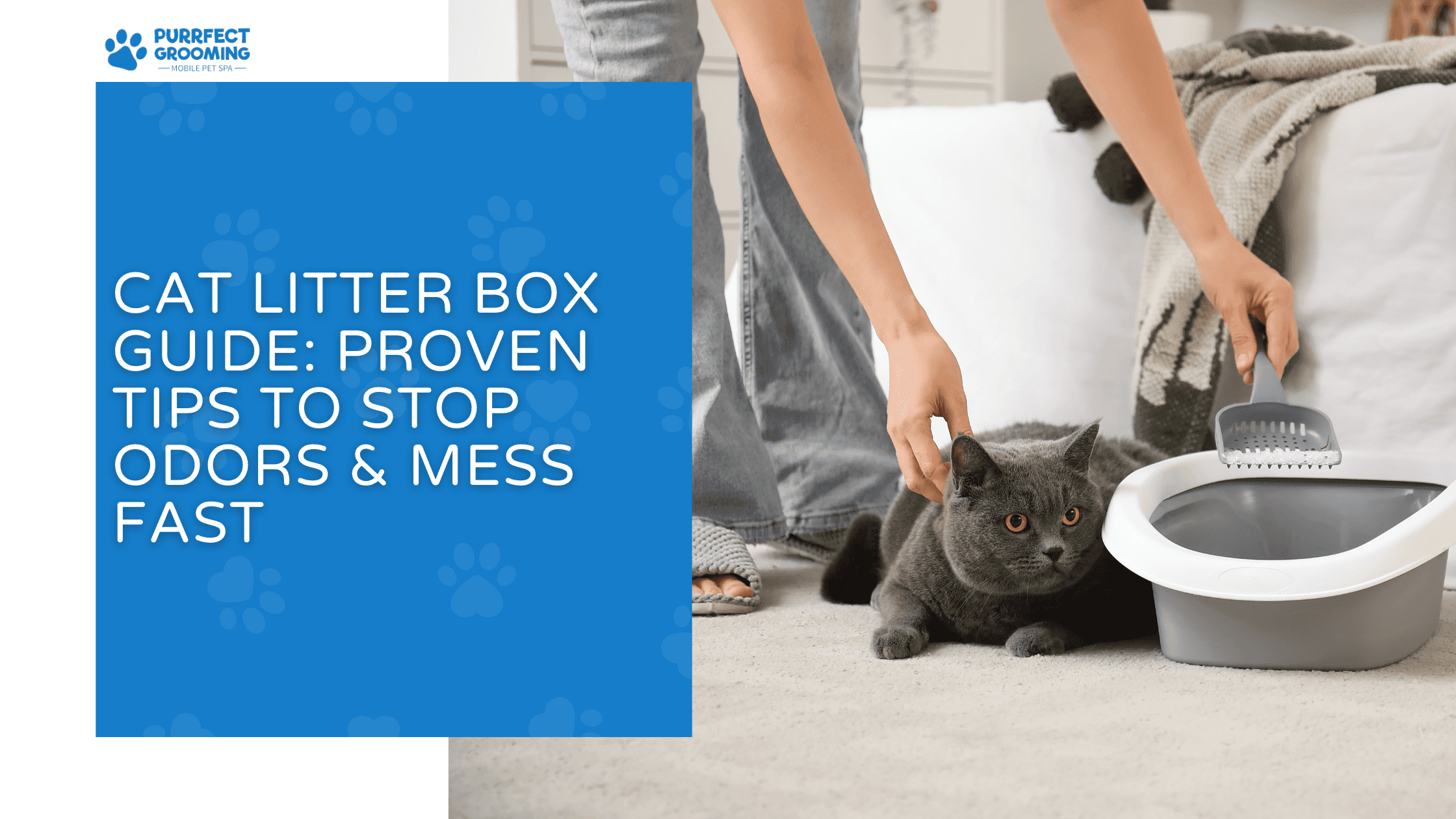 cat litter box