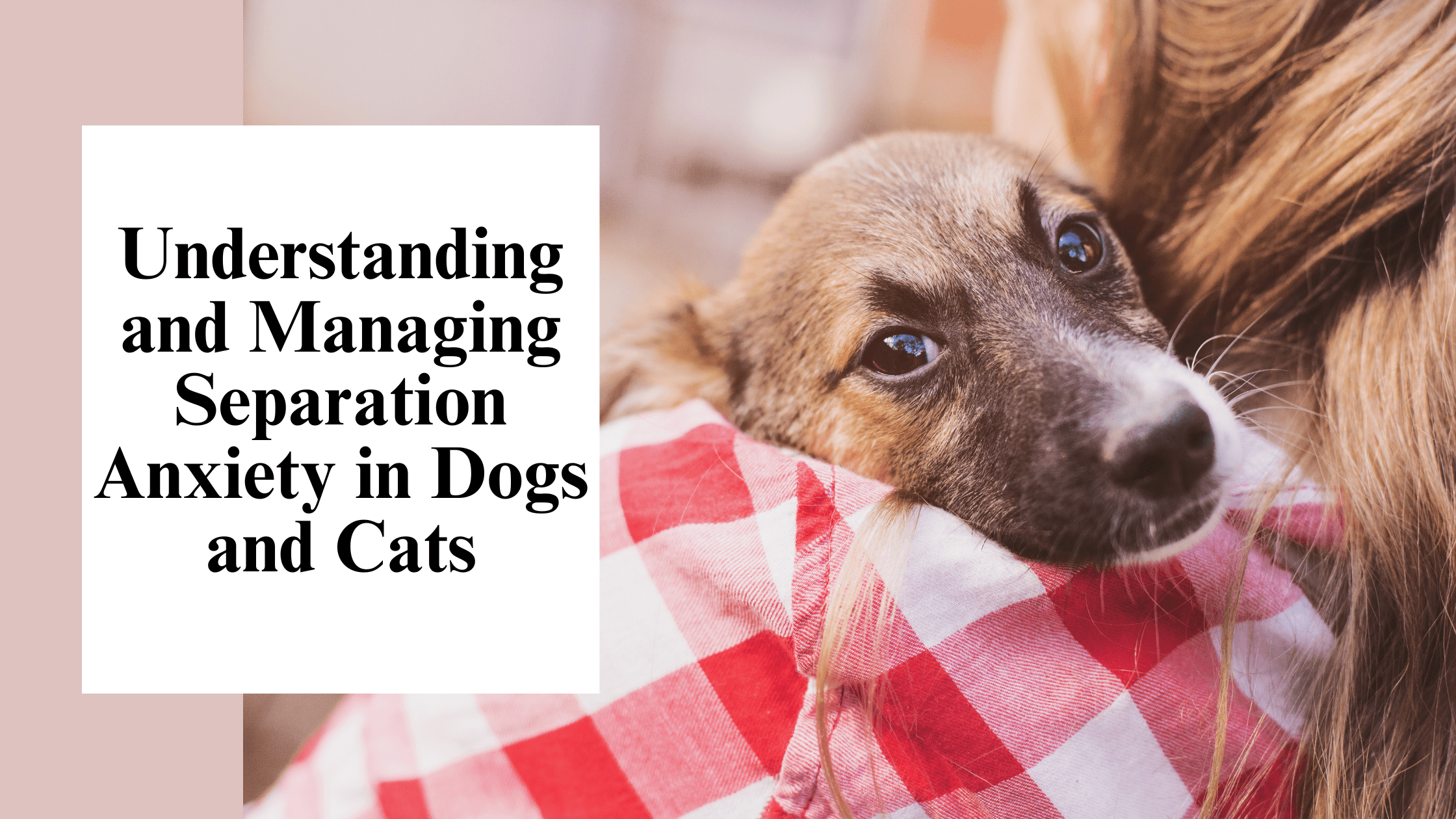 Understanding and Managing Separation Anxiety in Dogs and Cats