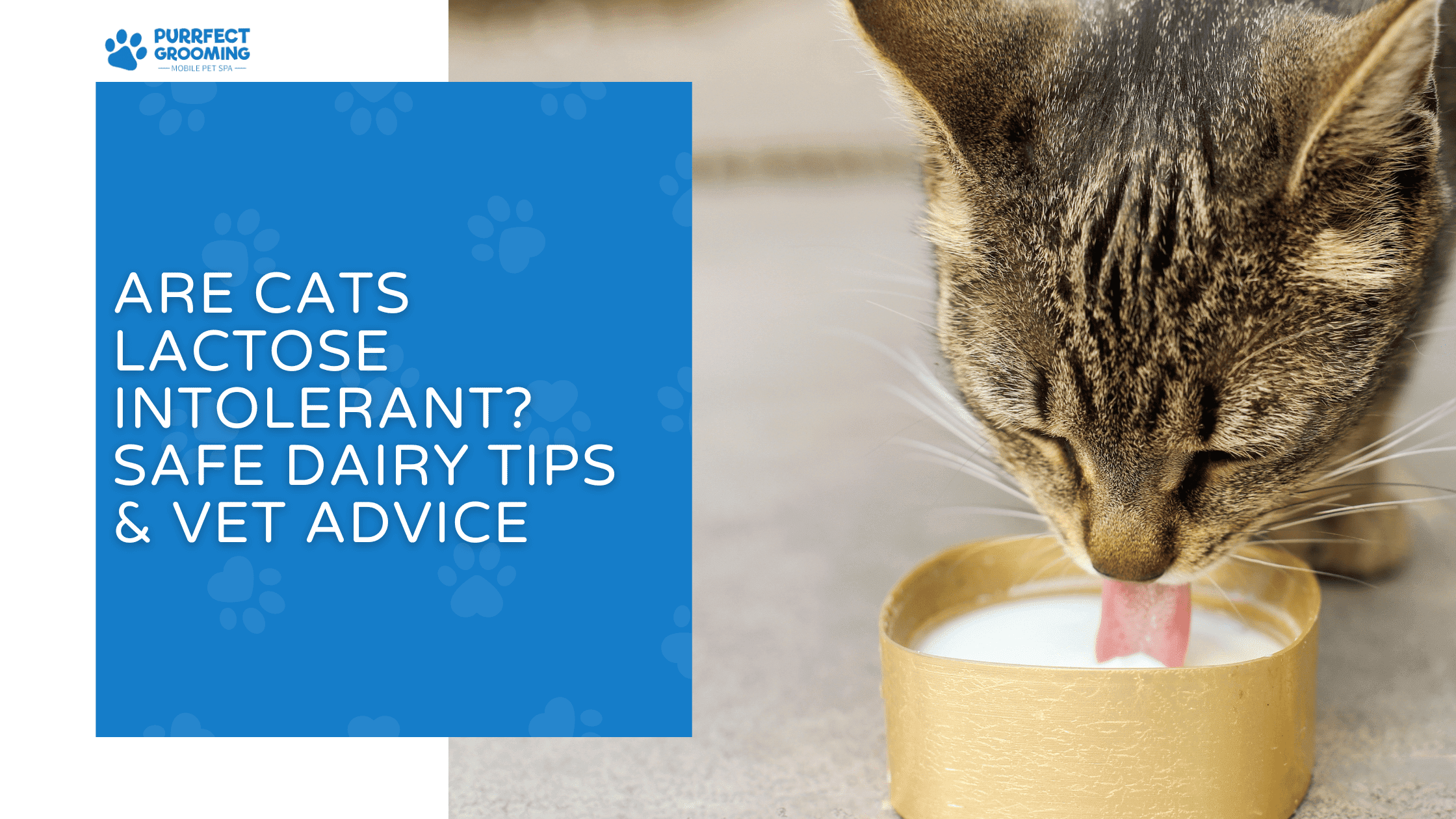 are cats lactose intolerant