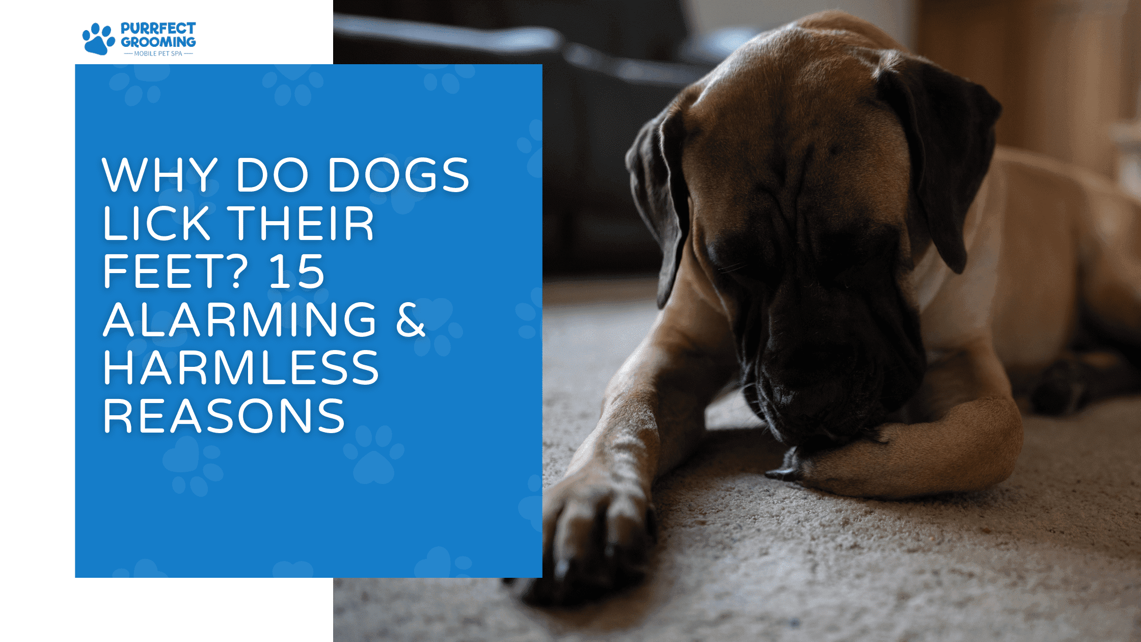 why do dogs lick their feet