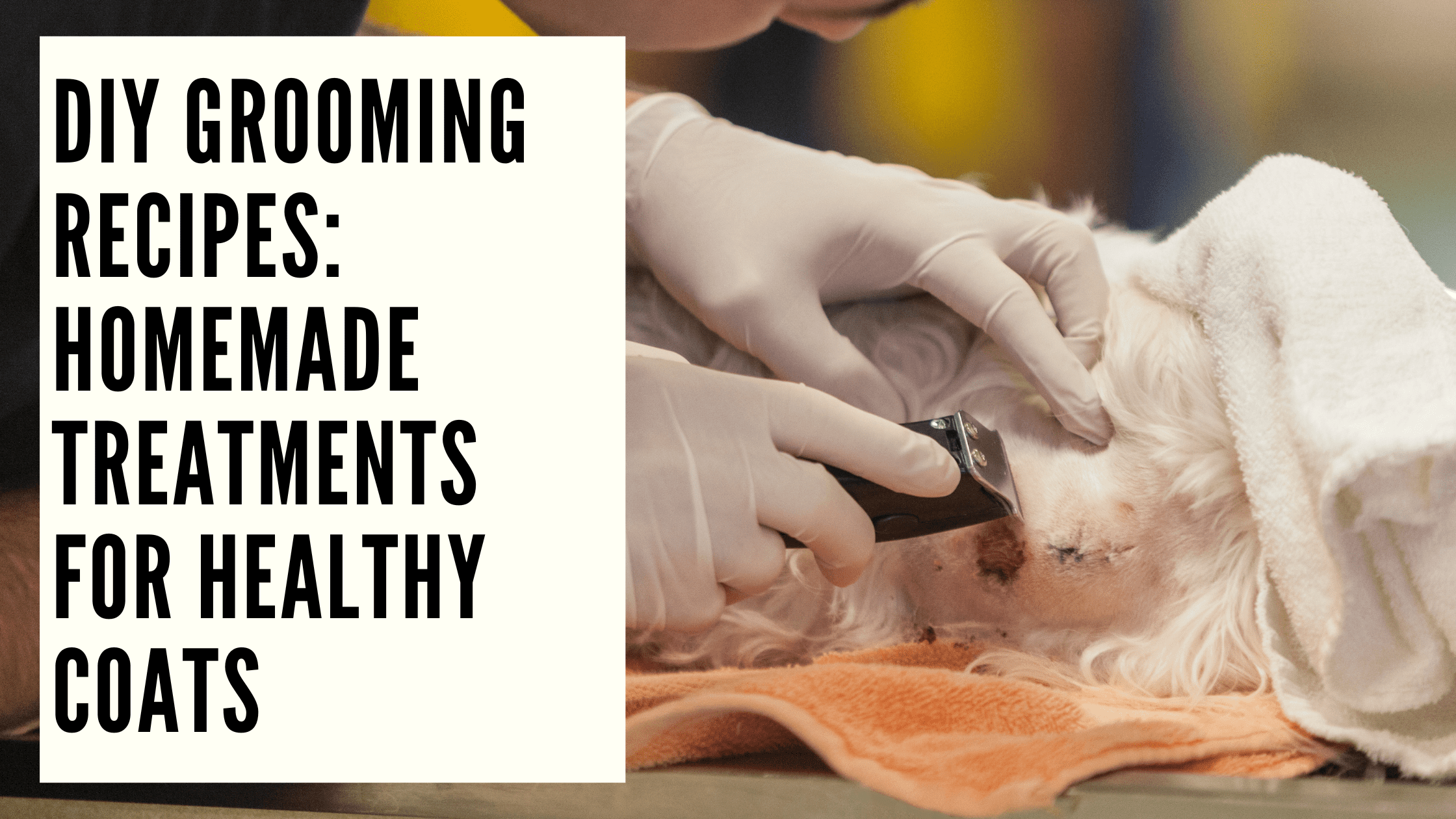 DIY Grooming Recipes Homemade Treatments for Healthy Coats