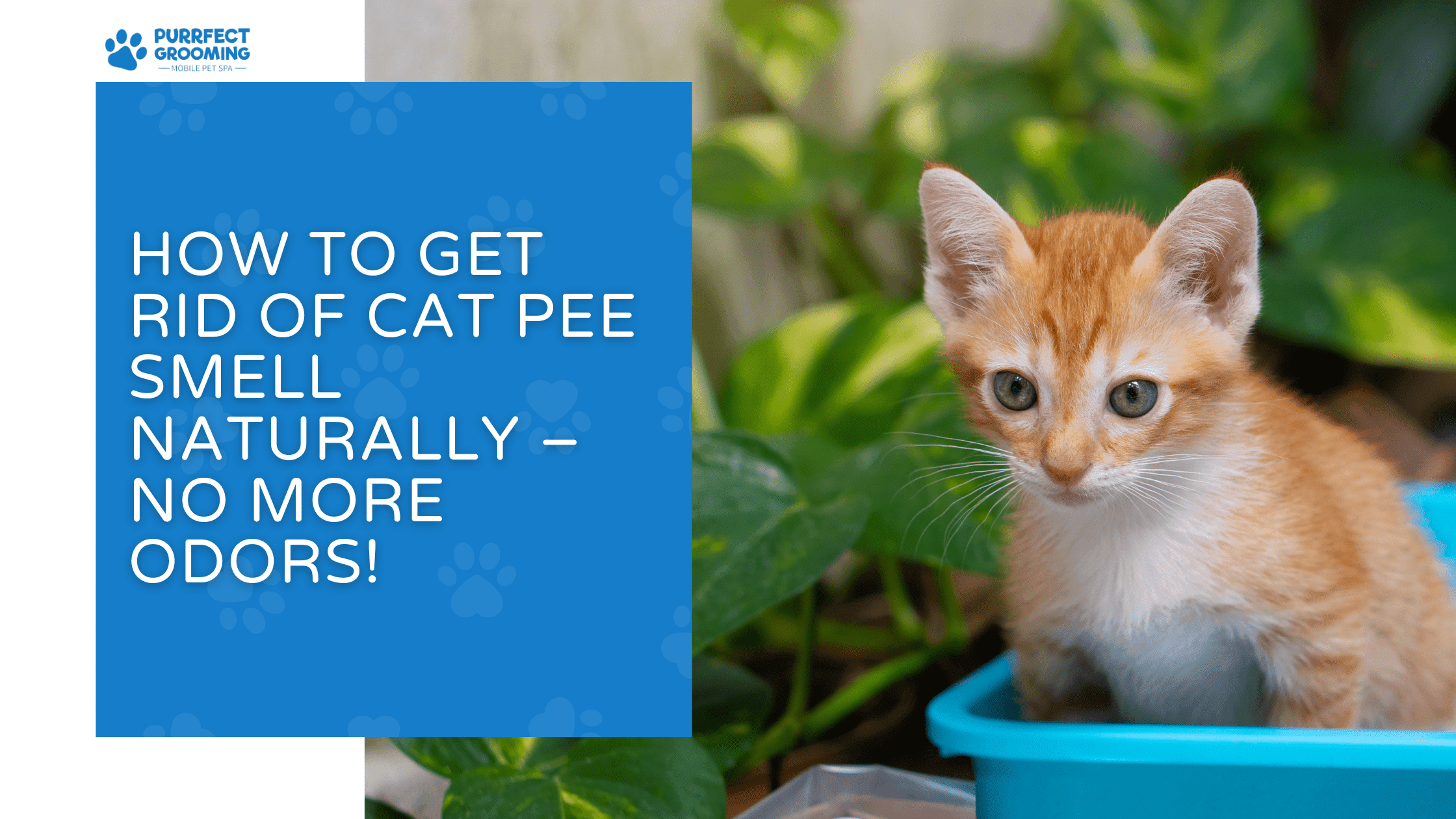 how to get rid of cat pee smell