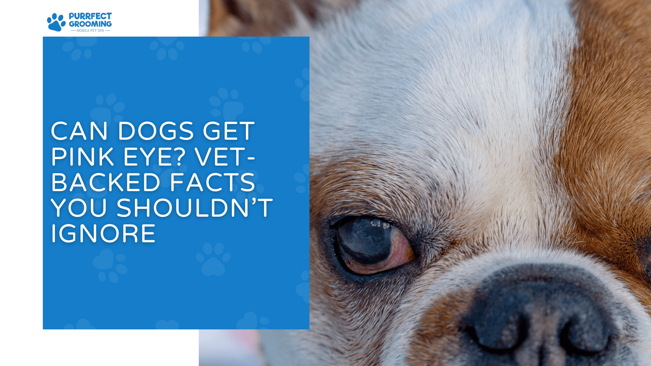 can dogs get pink eye