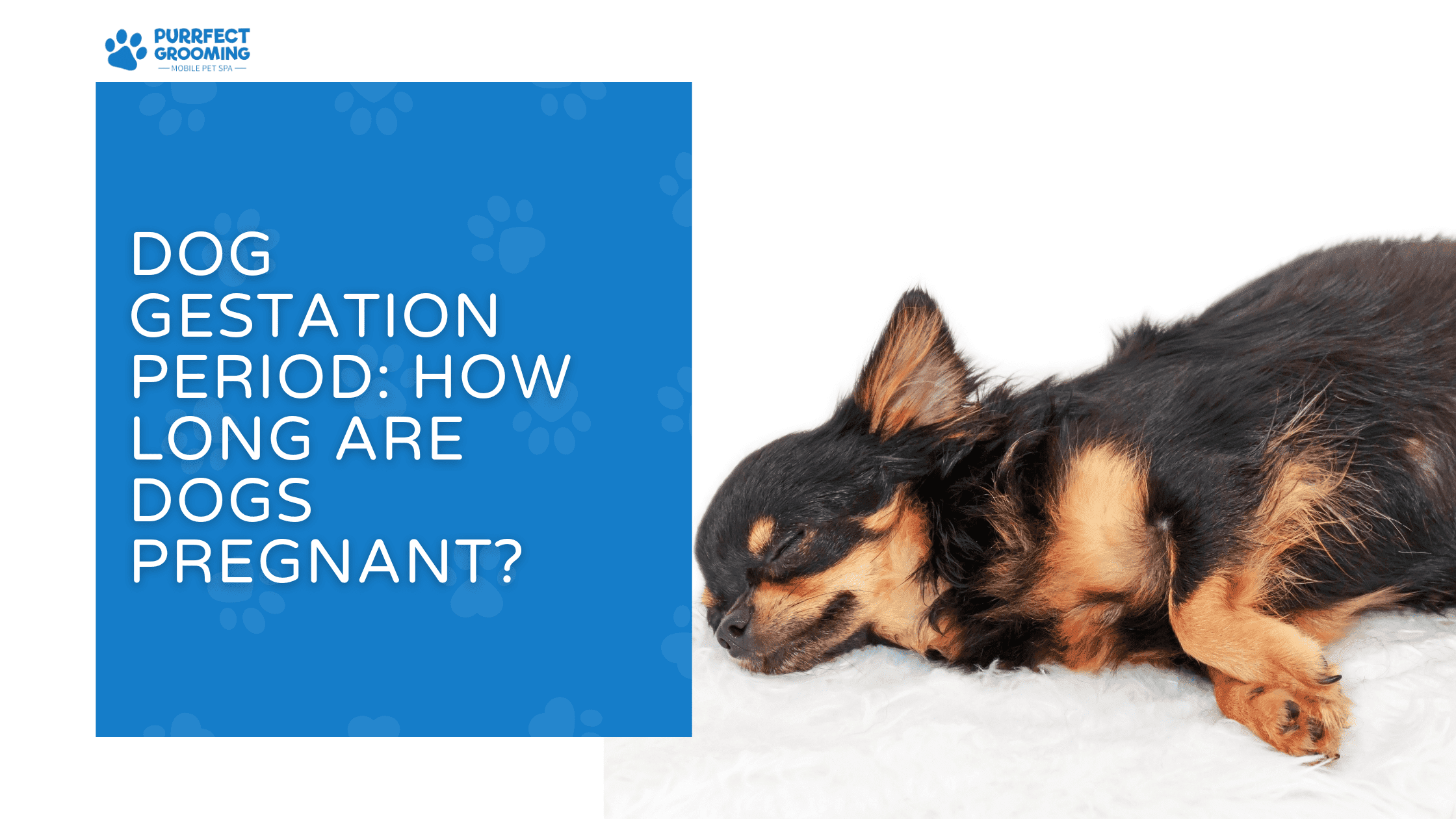 how long are dogs pregnant