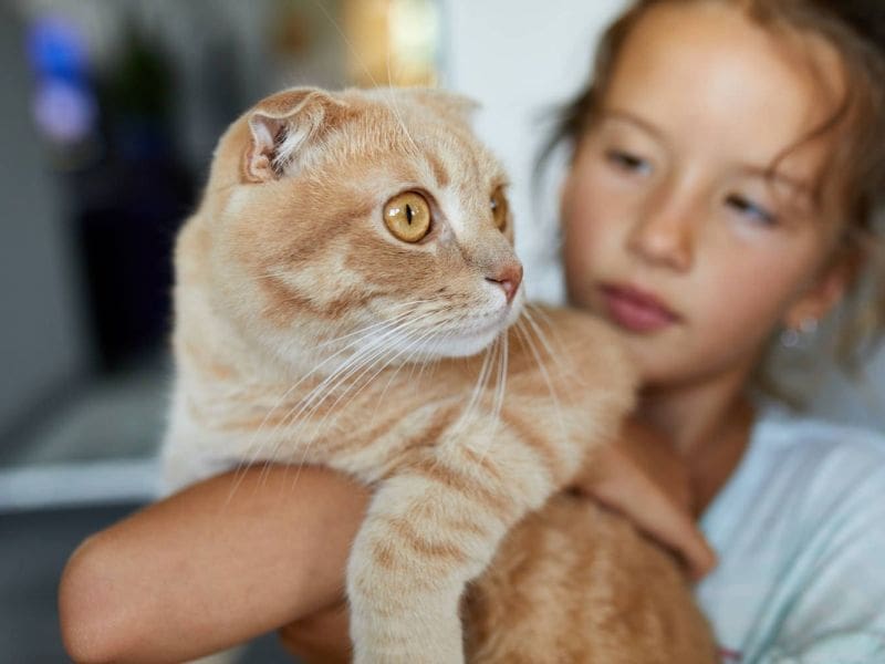 Purrfect Grooming best pet grooming service in Miramar