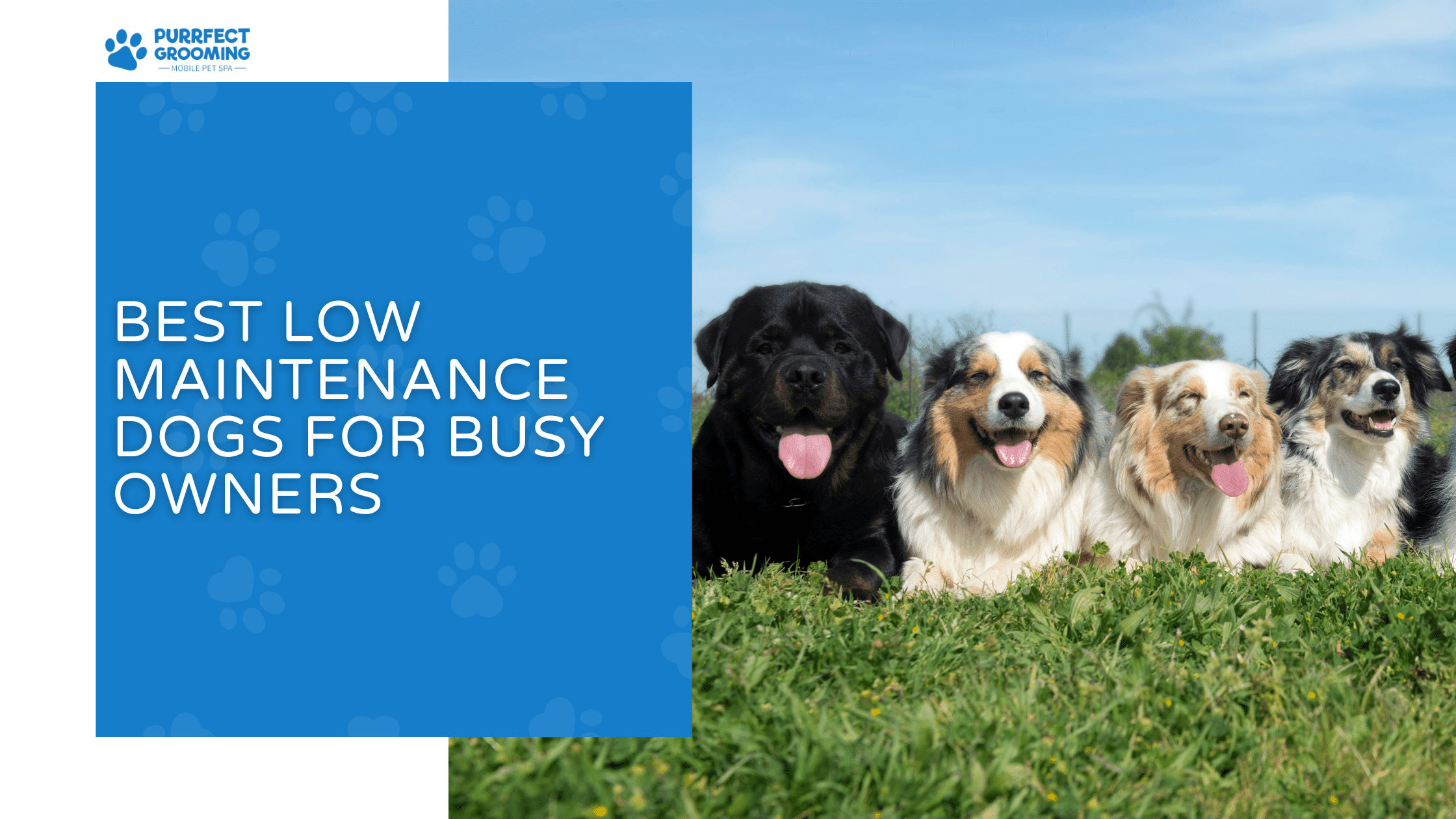 low maintenance dogs