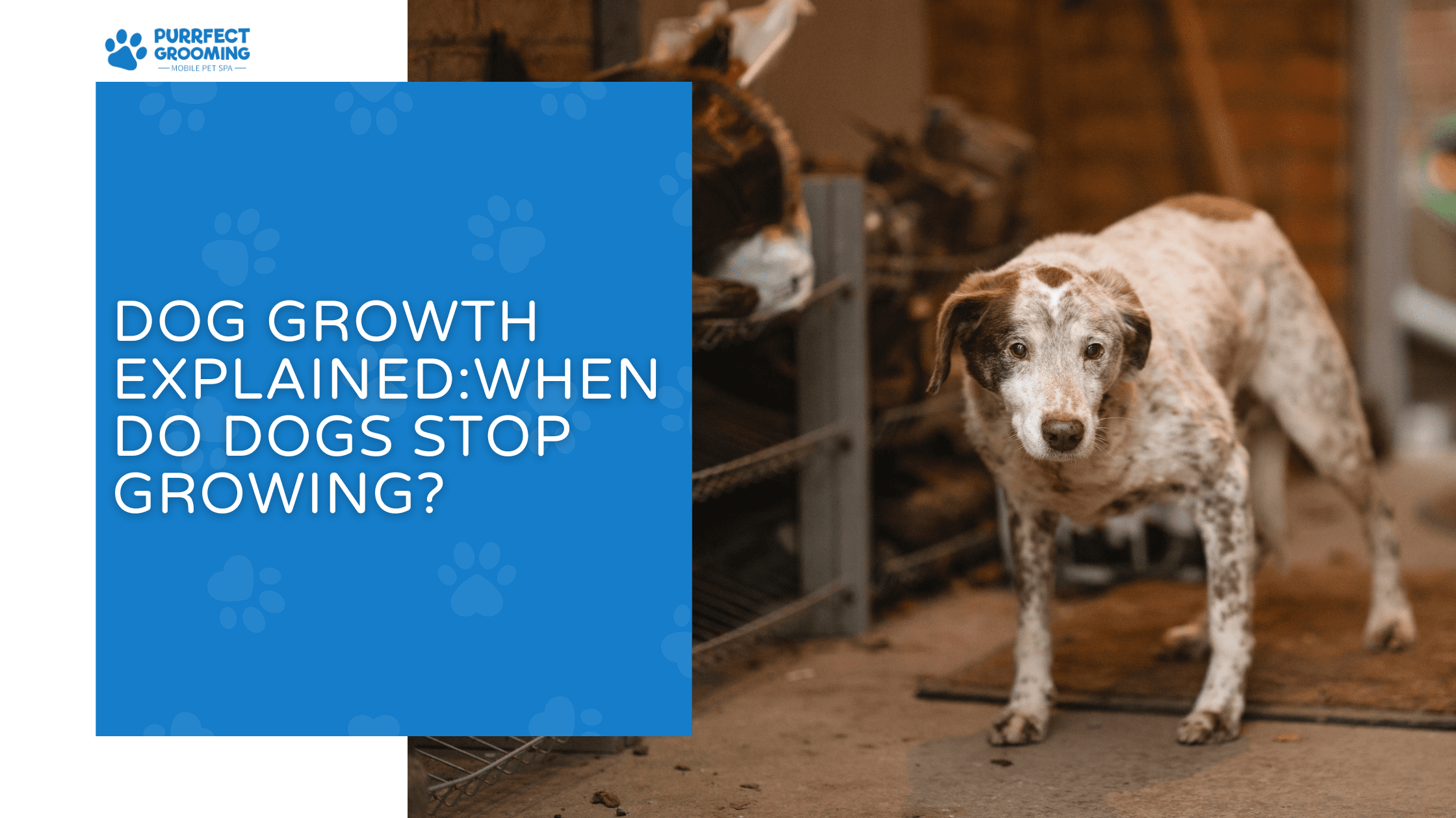 when do dogs stop growing