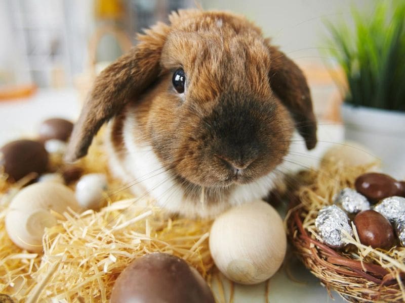 Purrfect Grooming best pet grooming service in Hollywood