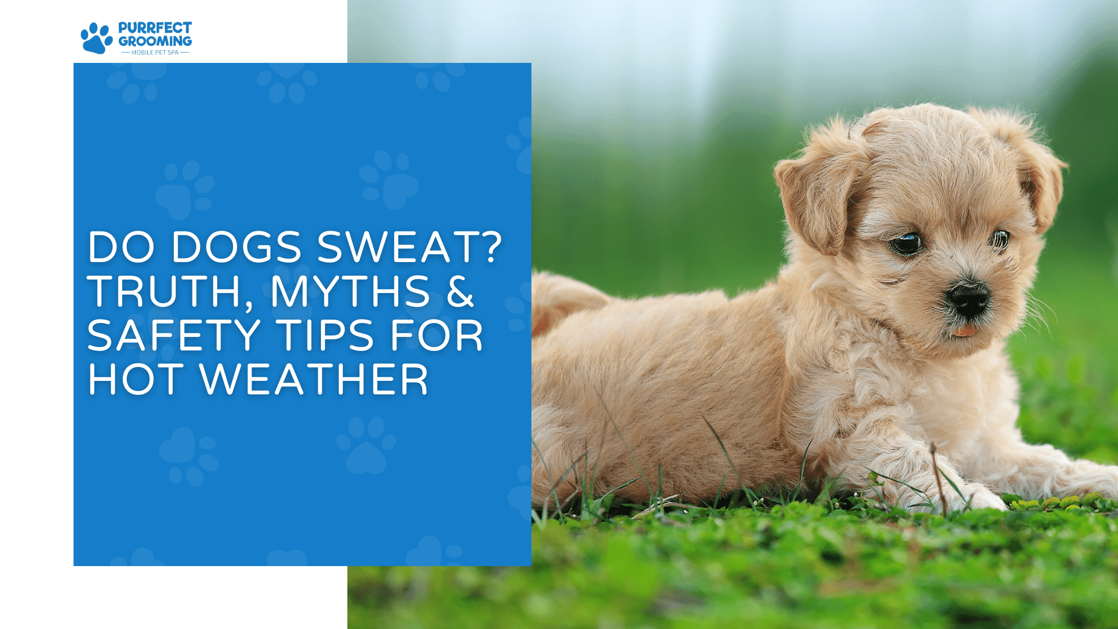 do dogs sweat