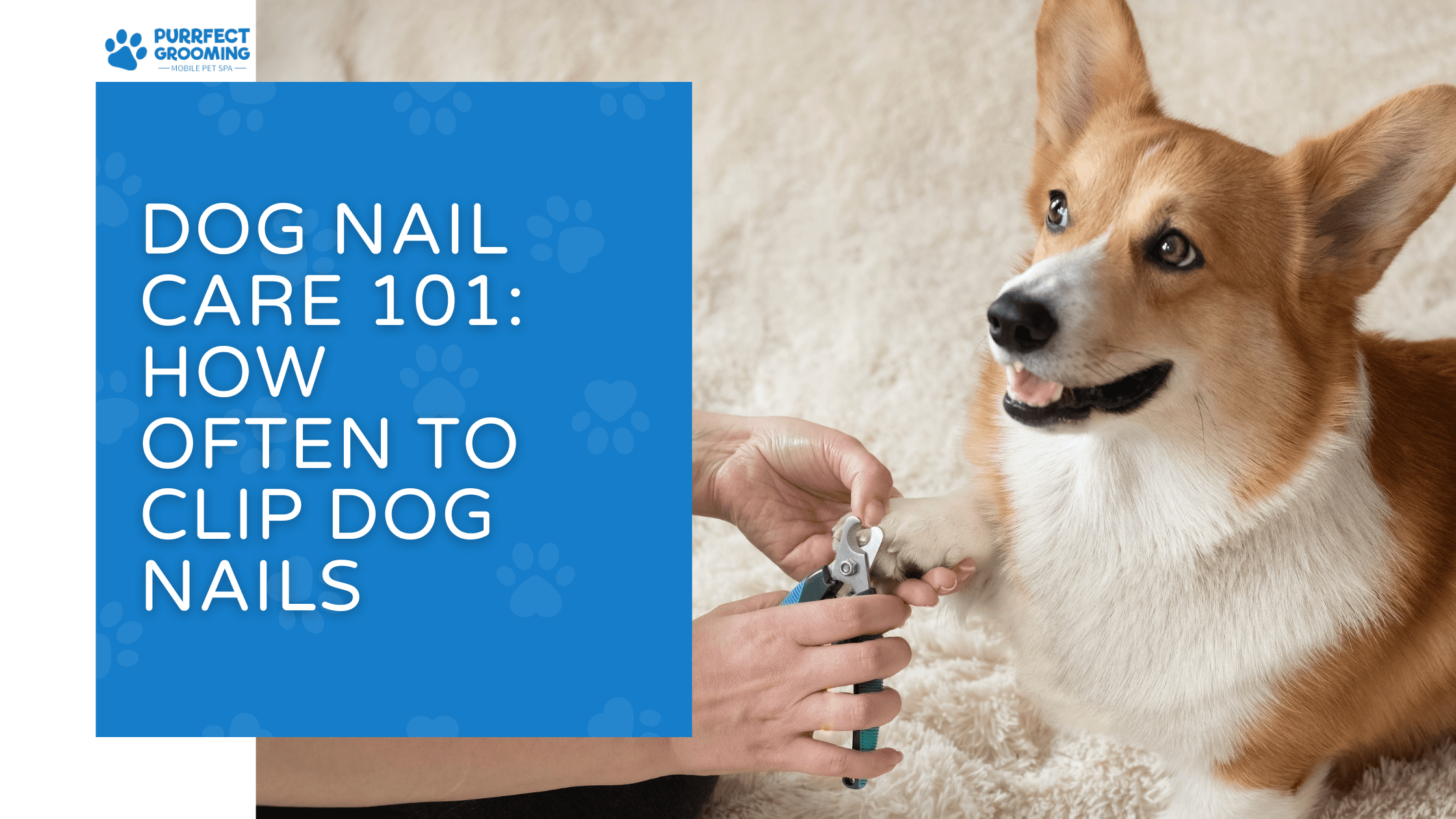 how often to clip dog nails