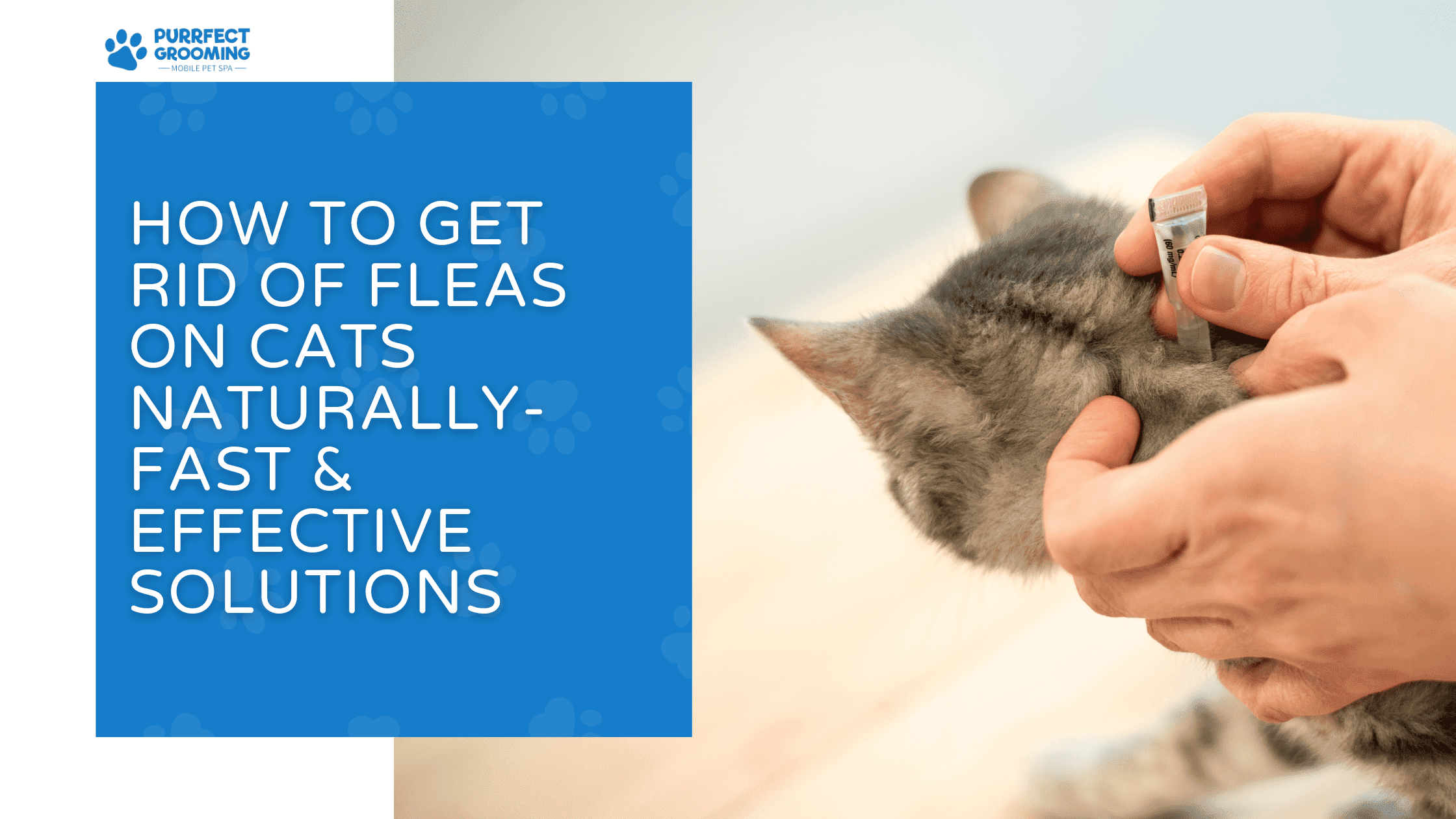 How to Get Rid of Fleas on Cats