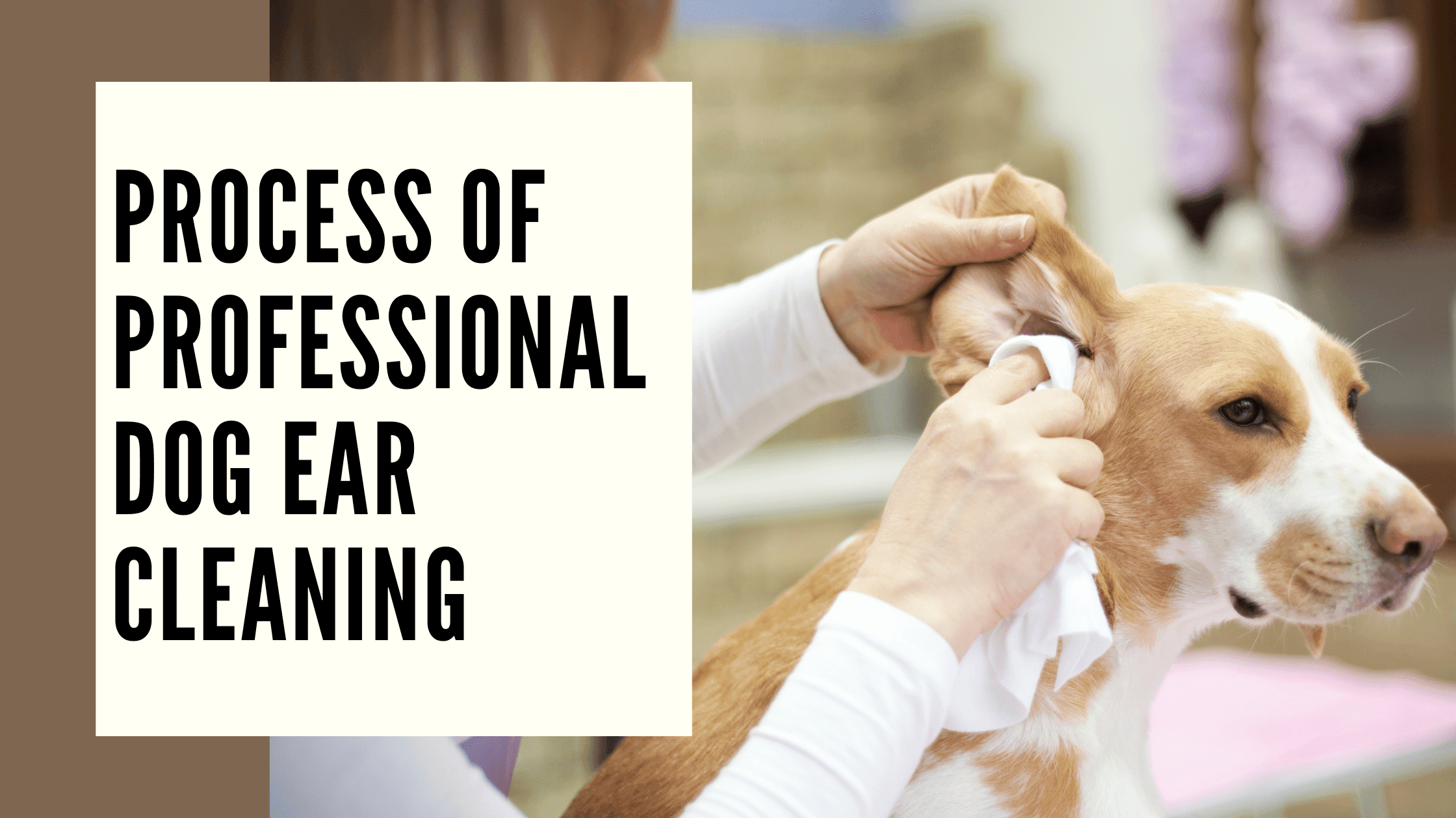 dog ear cleaning