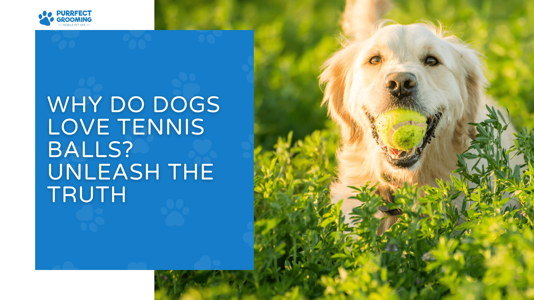 why do dogs love tennis balls