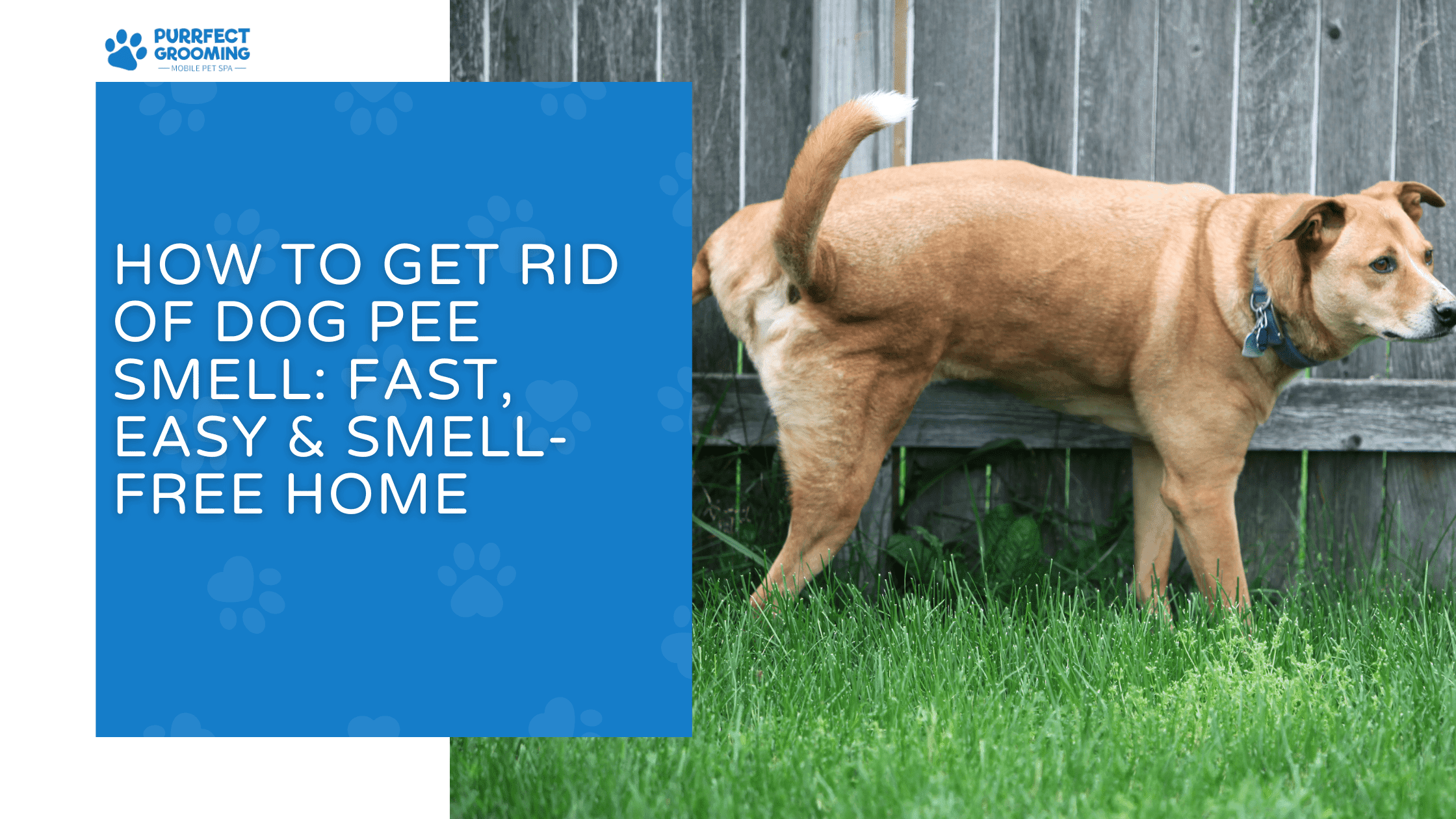 how to get rid of dog pee smell