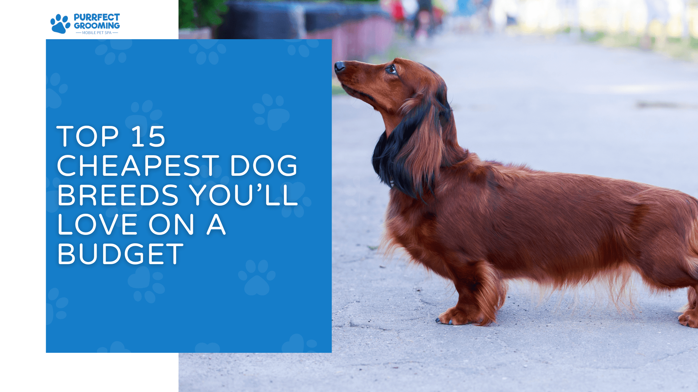 cheapest dog breeds