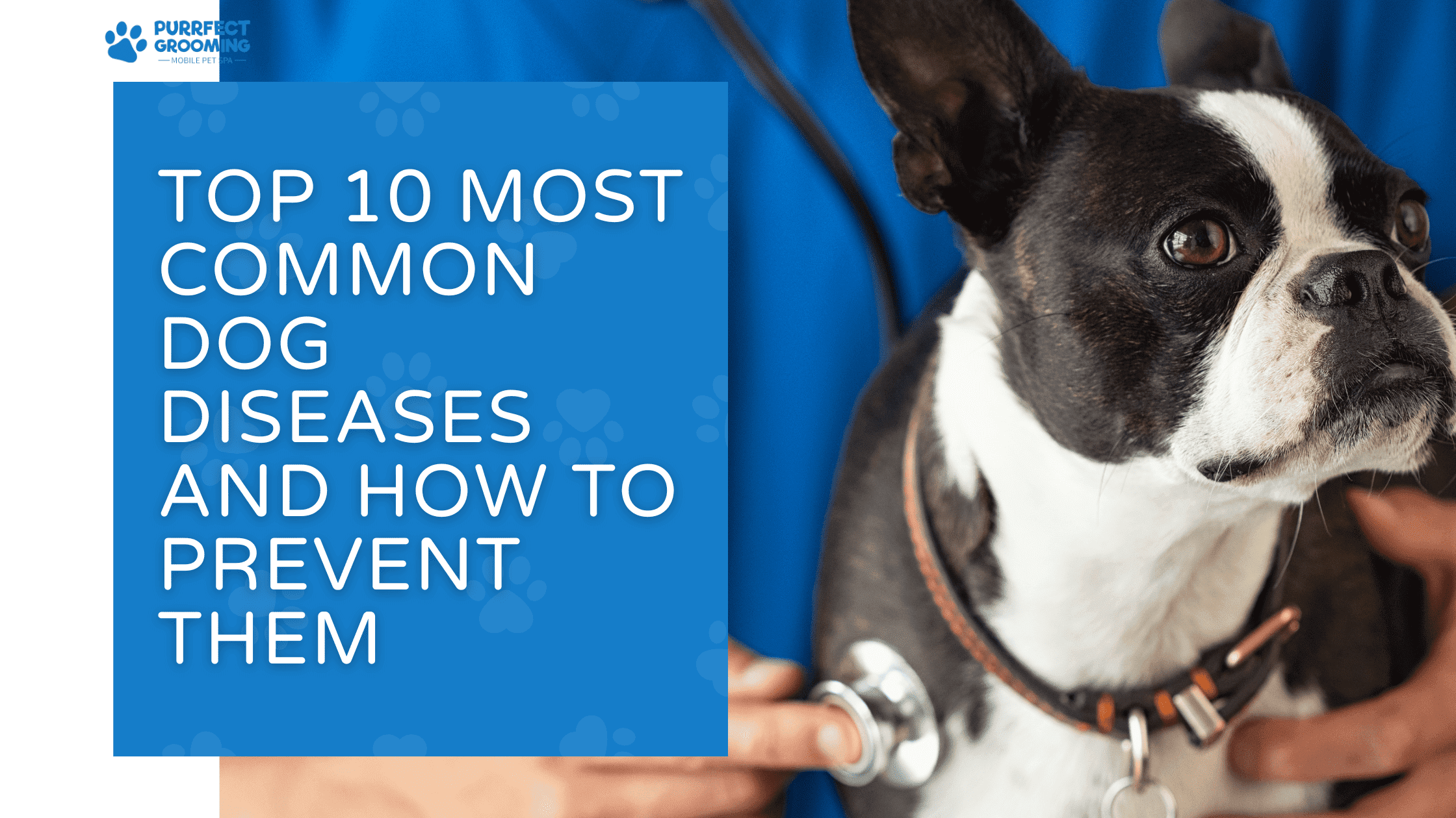 common dog diseases