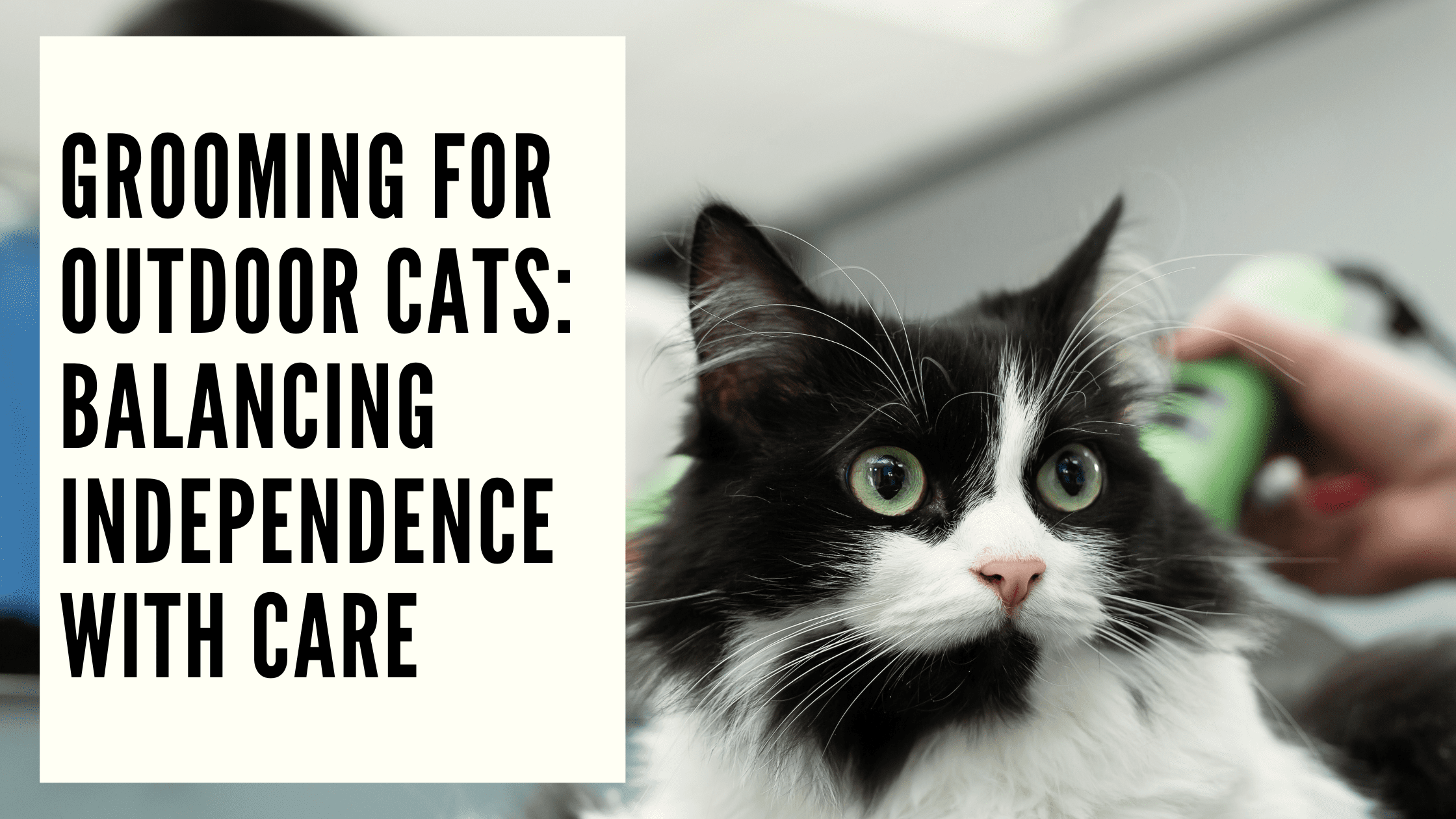Grooming for Outdoor Cats Balancing Independence with Care