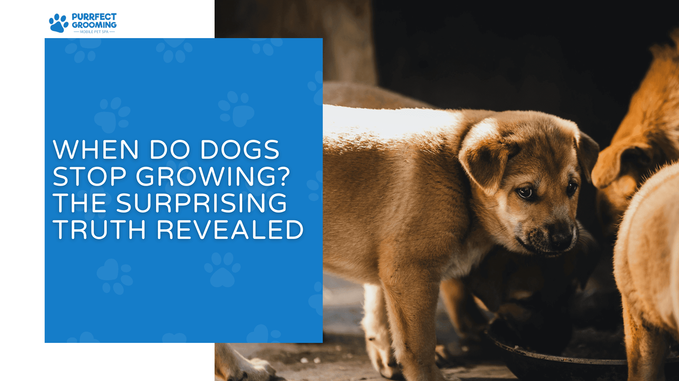 when do dogs stop growing