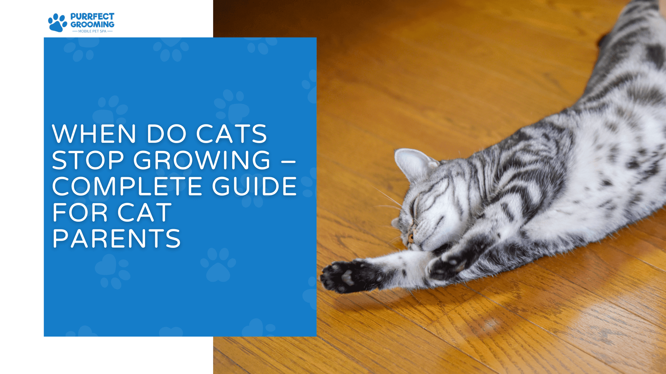 when do cats stop growing