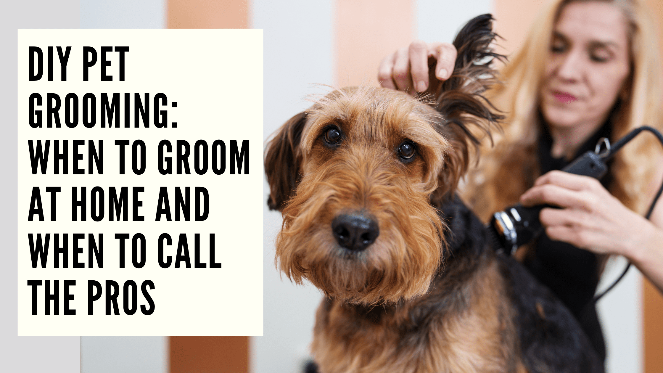 DIY Pet Grooming When to Groom at Home and When to Call the Pros