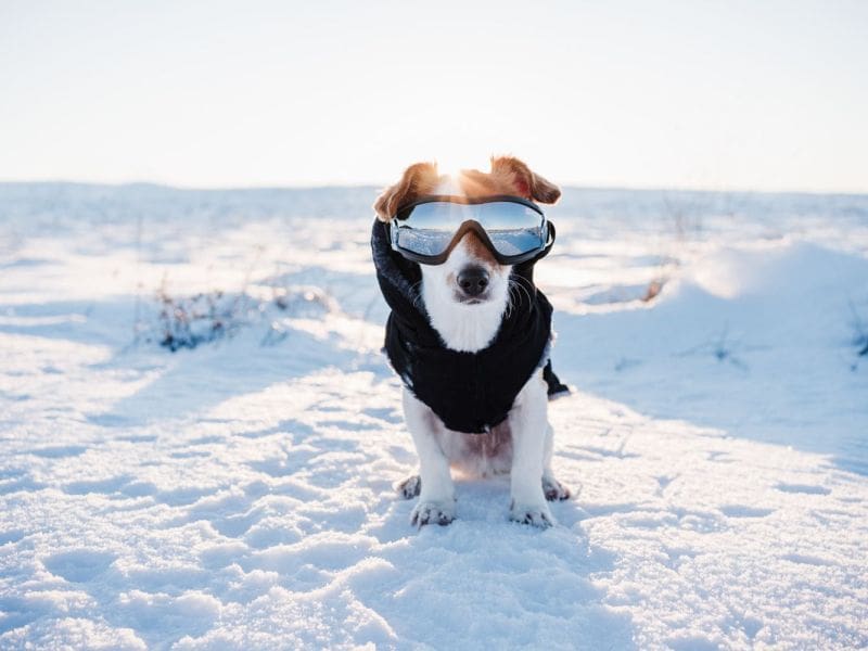 Purrfect Grooming best pet grooming service in Hallandale