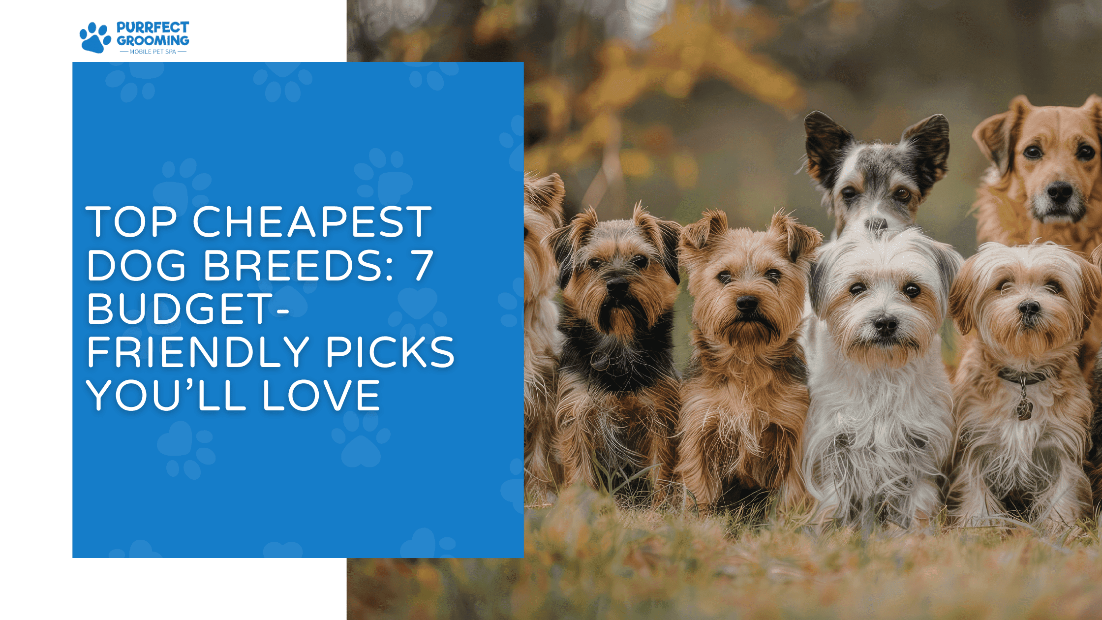 cheapest dog breeds