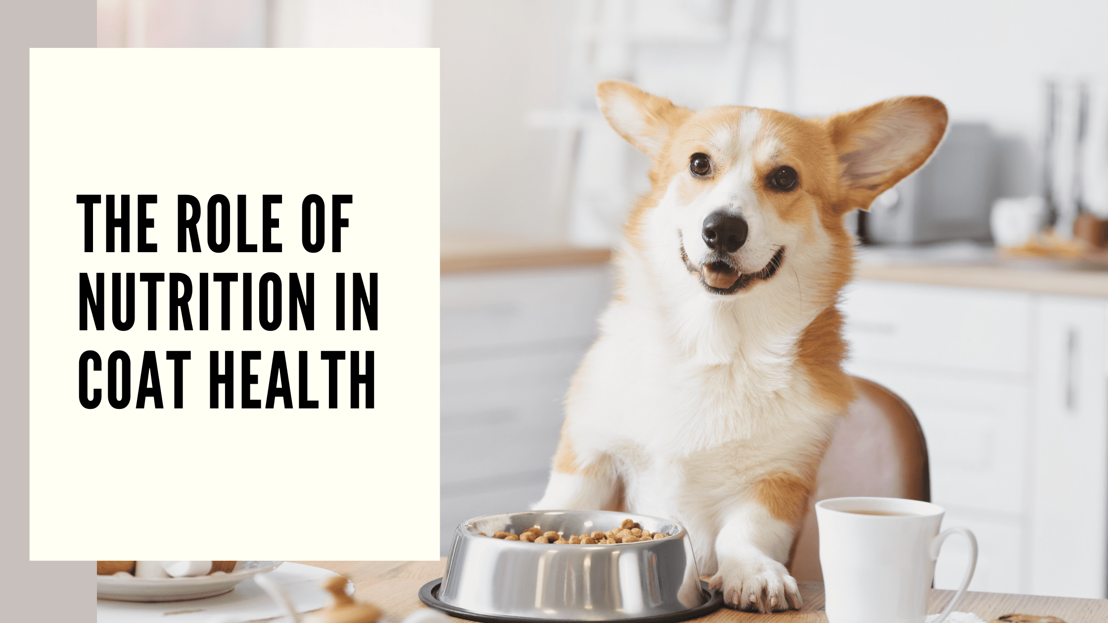 The Role of Nutrition in Coat Health