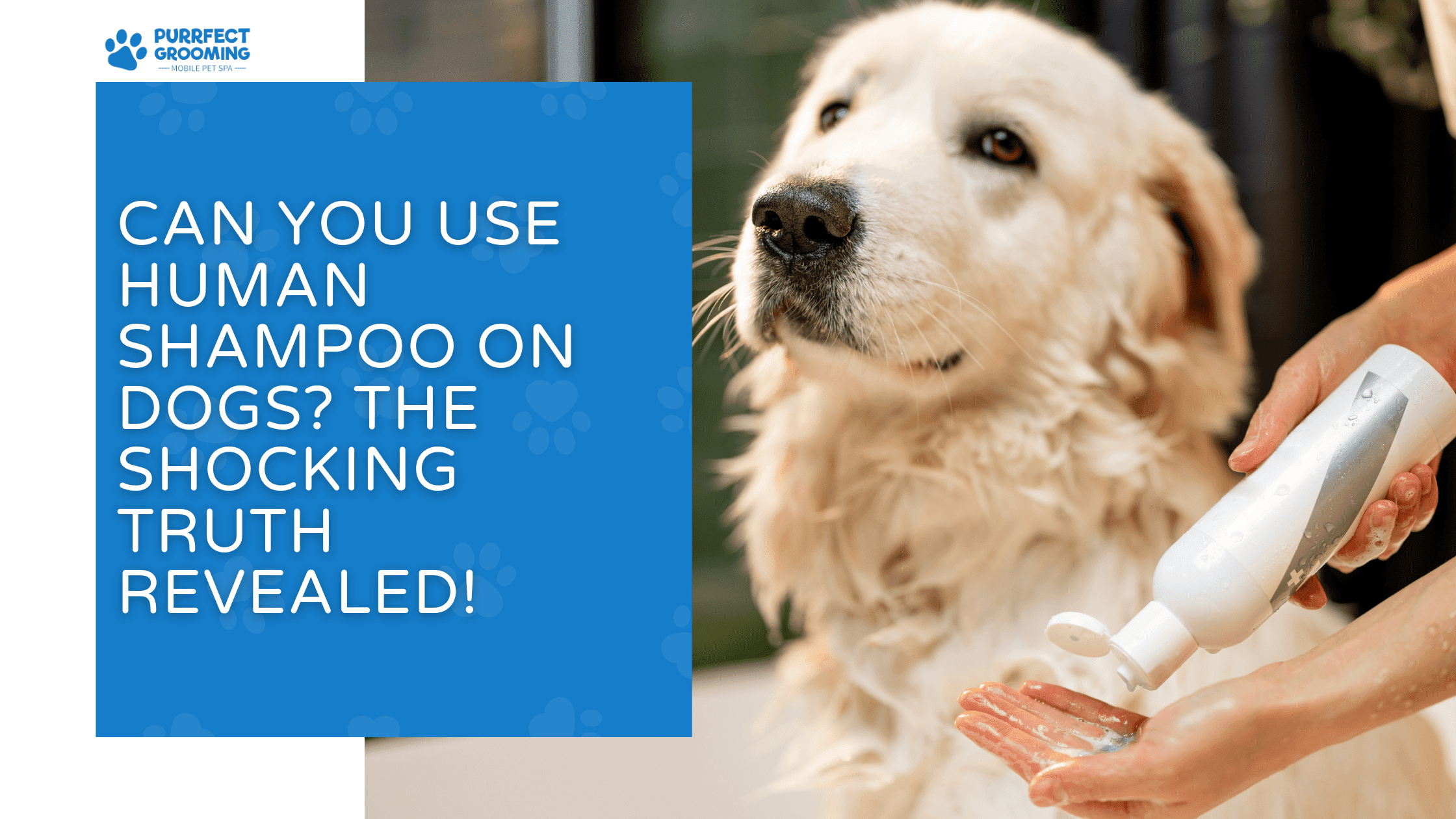 Can You Use Human Shampoo on Dogs