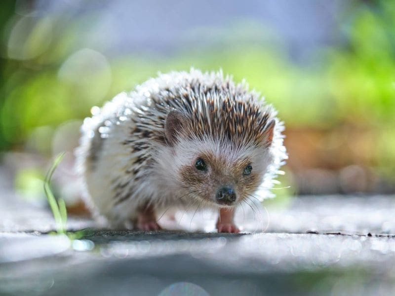 Purrfect Grooming best pet grooming service in Coral Spring