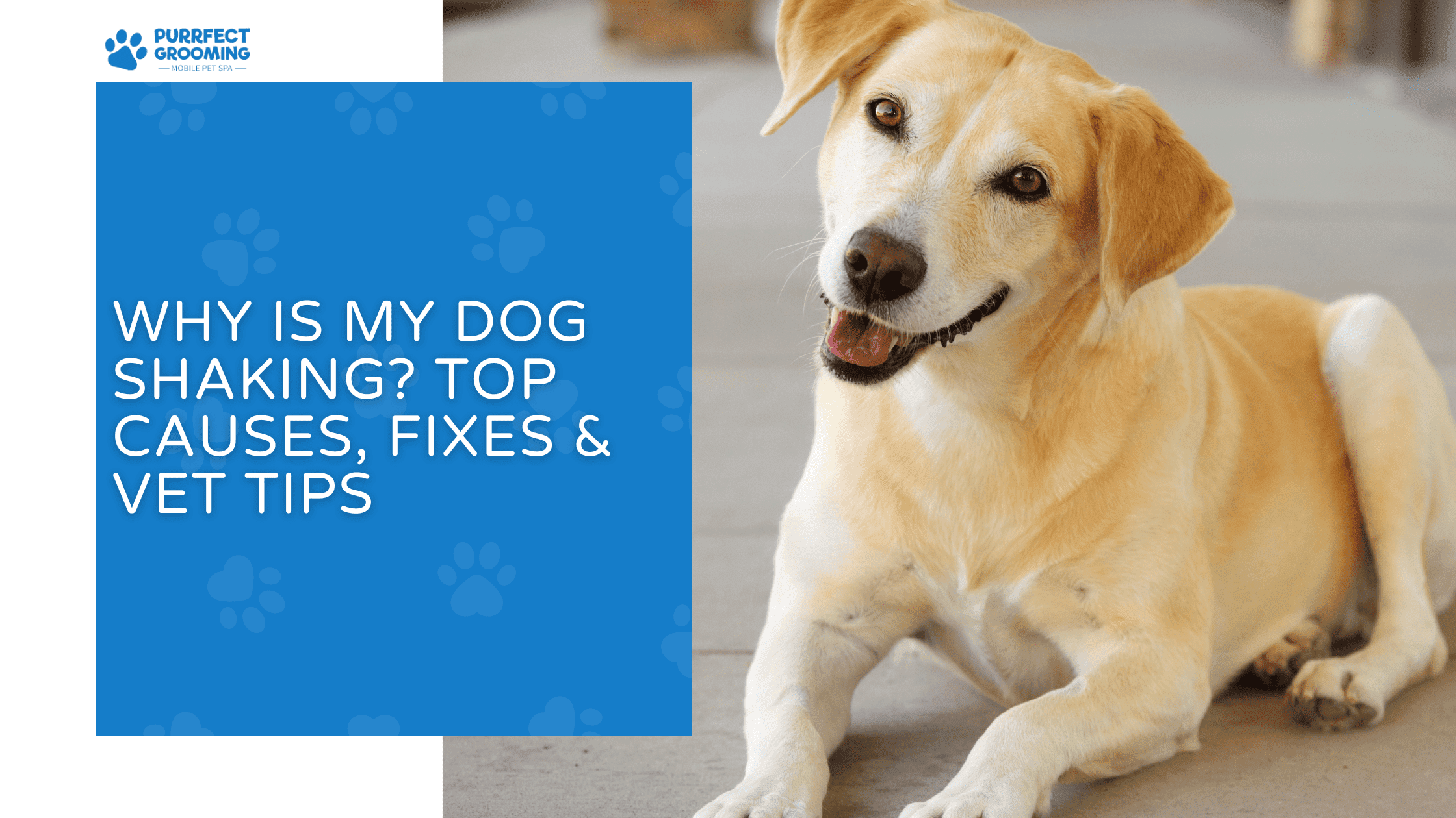 why is my dog shaking