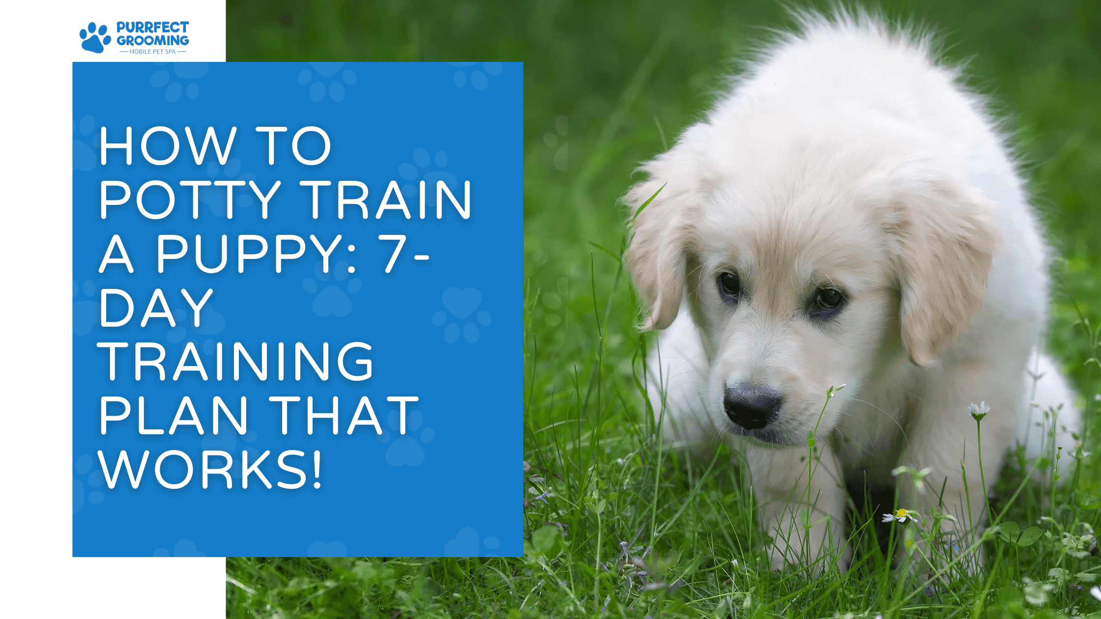 how to potty train a puppy in 7 days