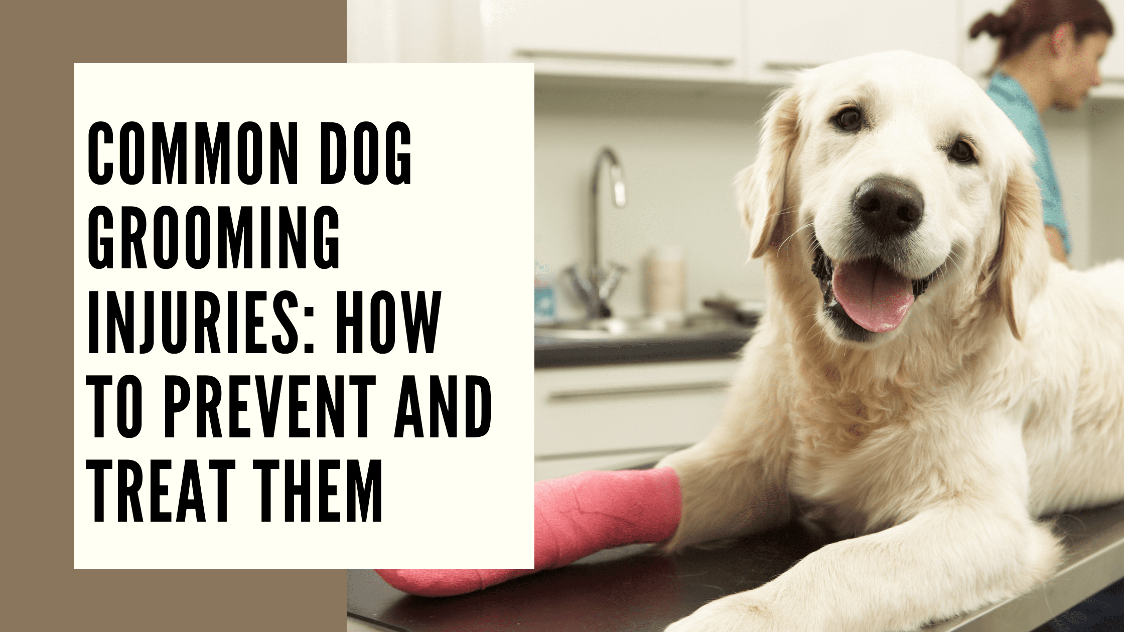 common dog grooming injuries