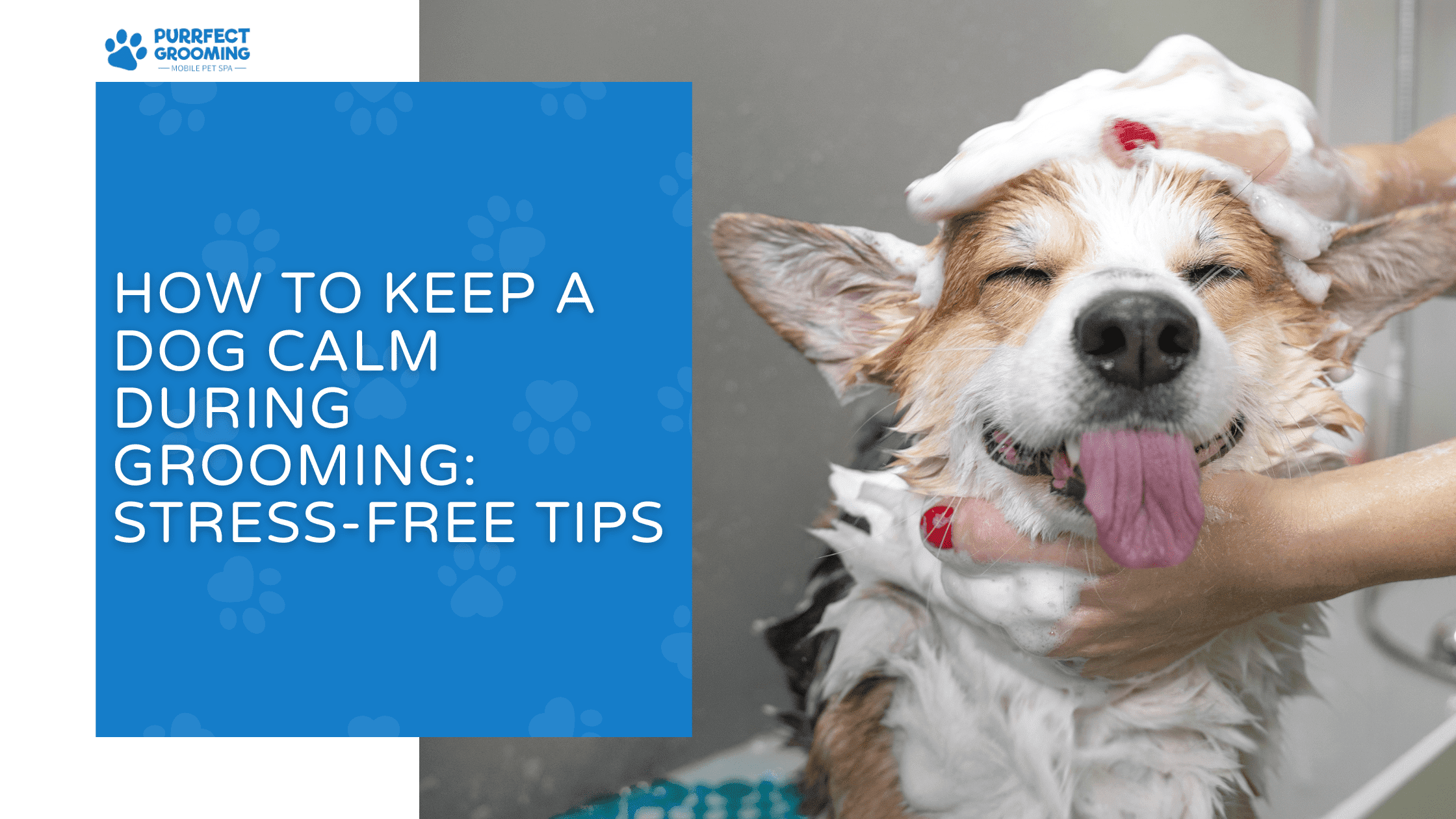 How to Keep a Dog Calm During Grooming