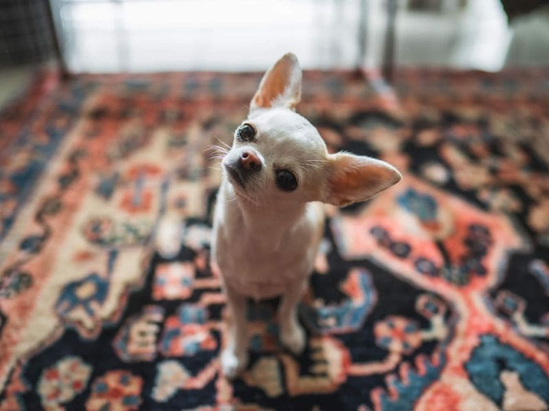 Purrfect Grooming best pet grooming service in Boca Raton