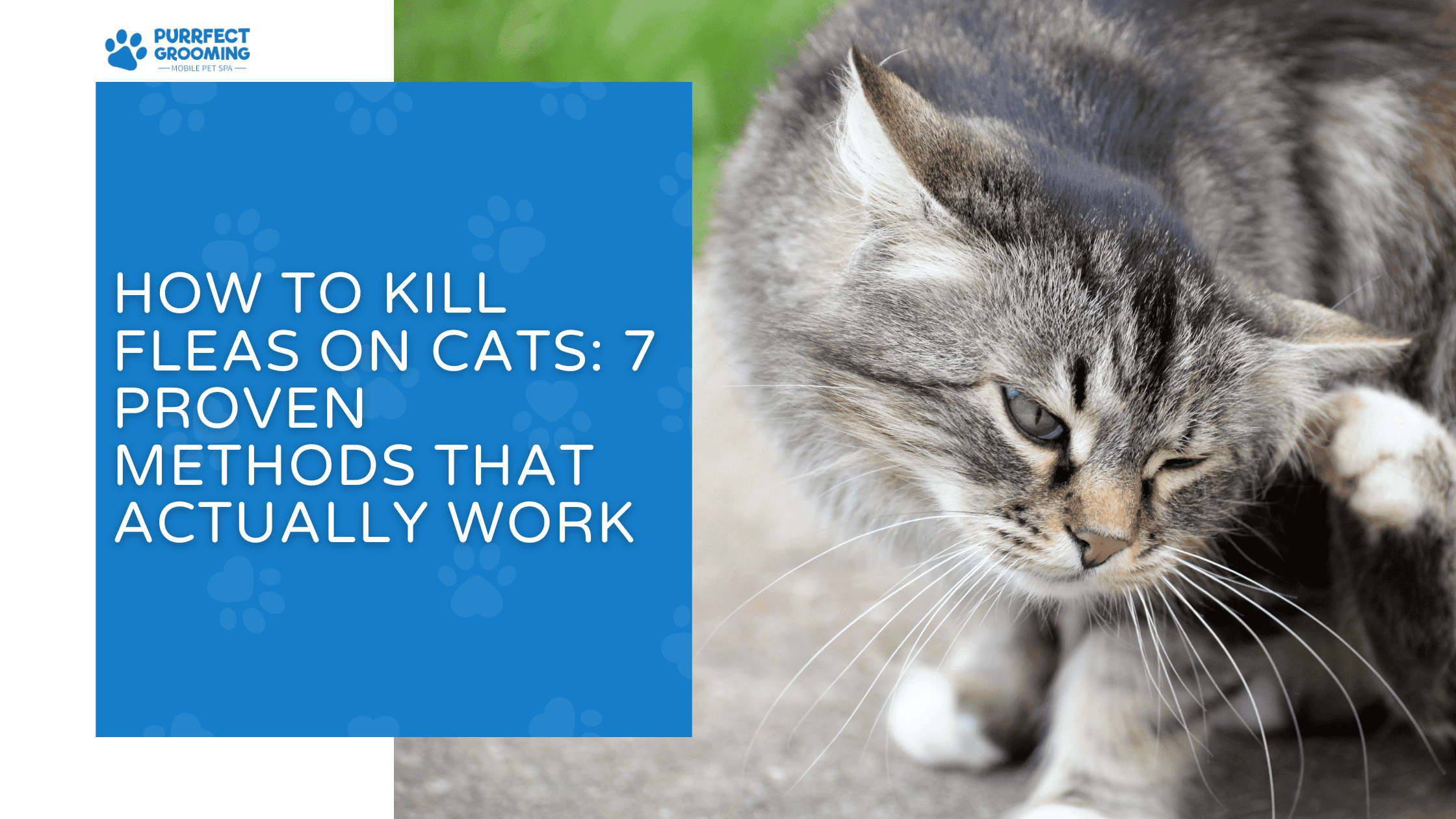 how to kill fleas on cats