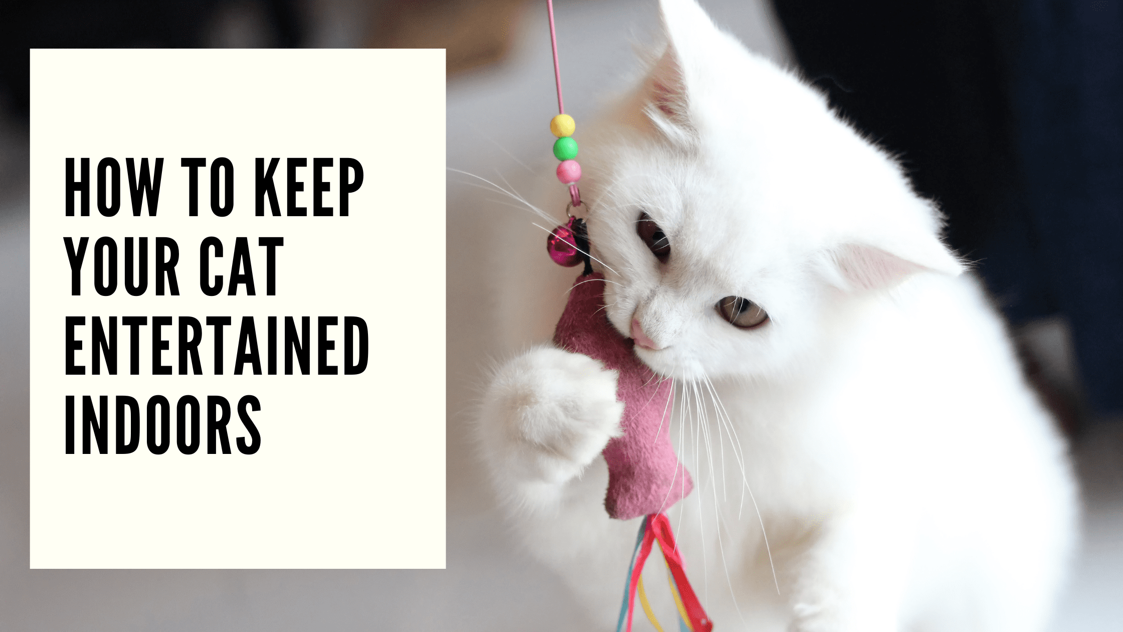 keeping your cat entertained