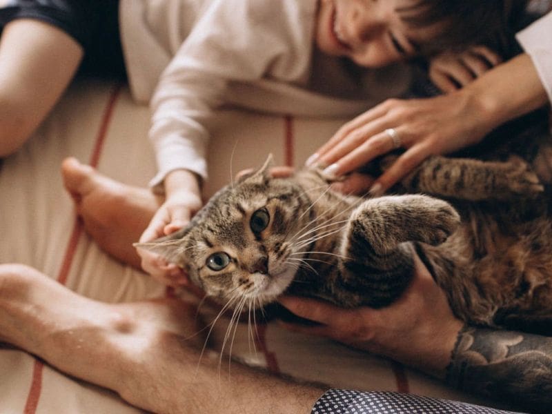 Purrfect Grooming best pet grooming service in Golden Beach