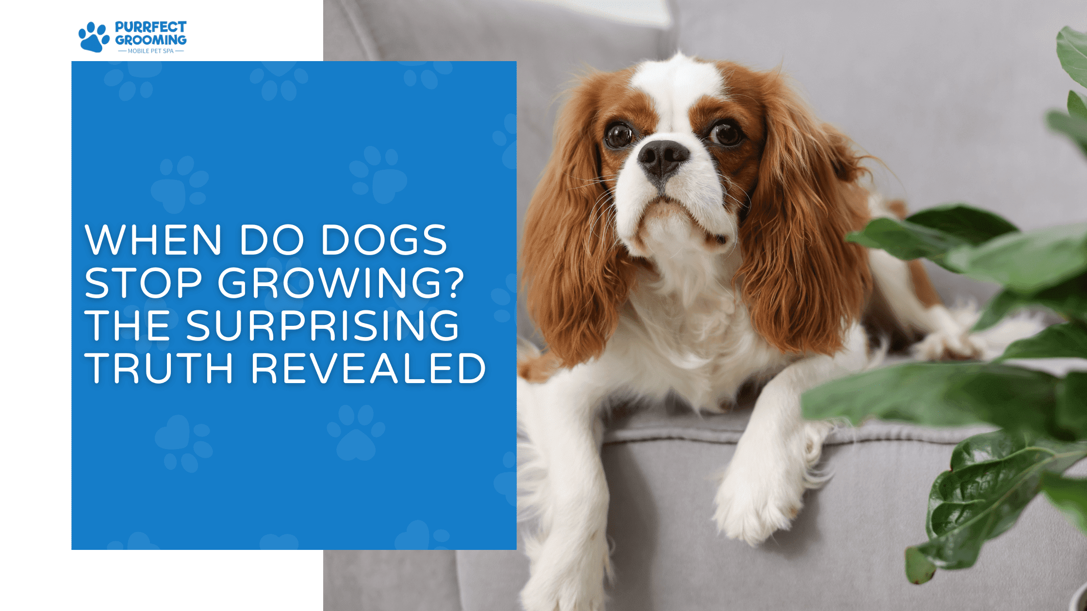 can dogs get poison ivy