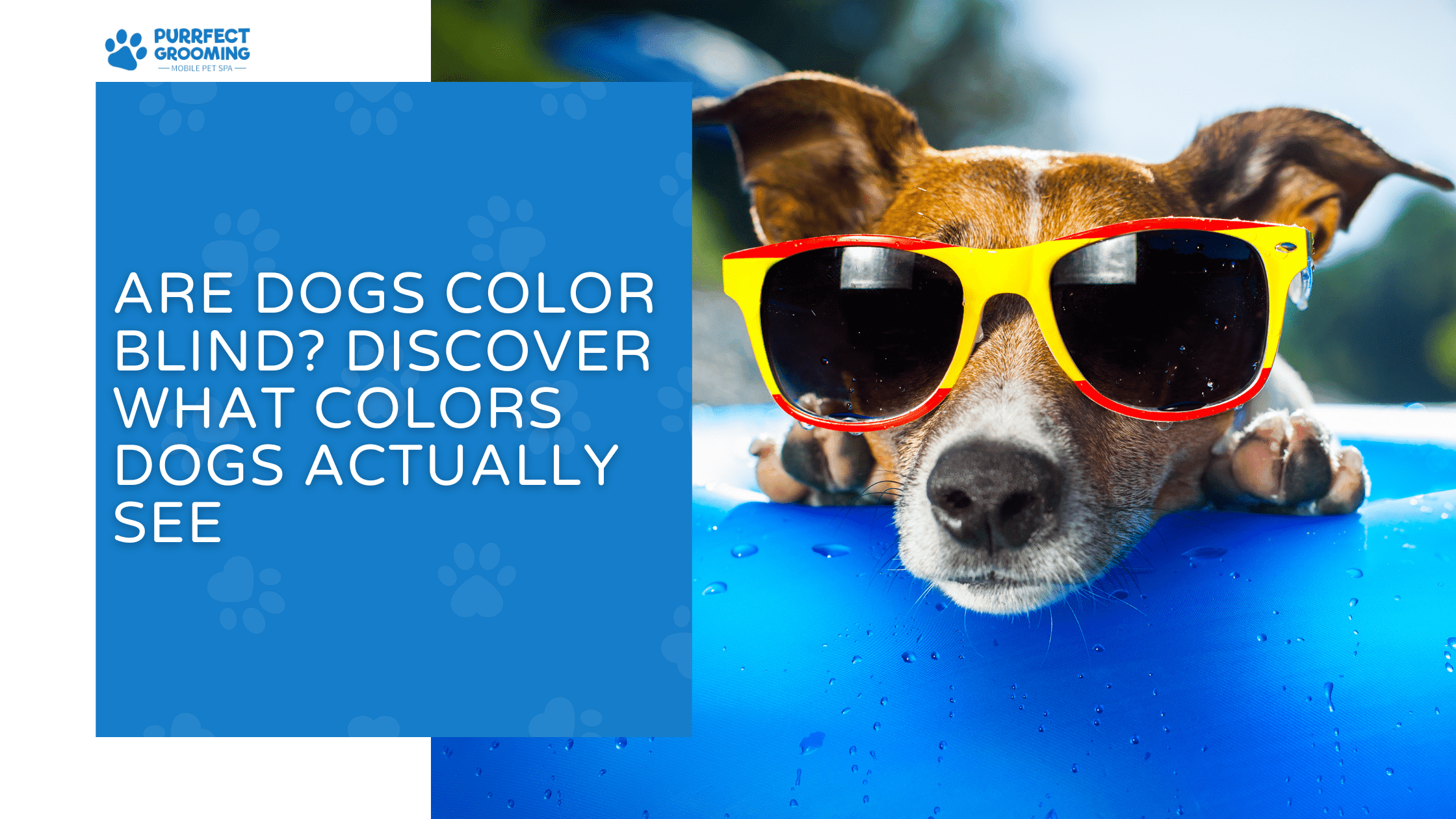 are dogs color blind