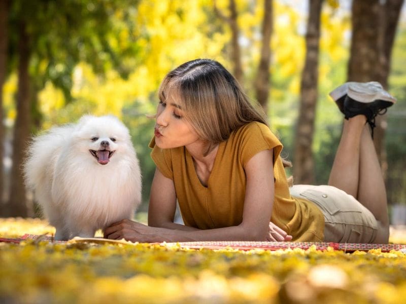 Purrfect Grooming best pet grooming service in Sunrise