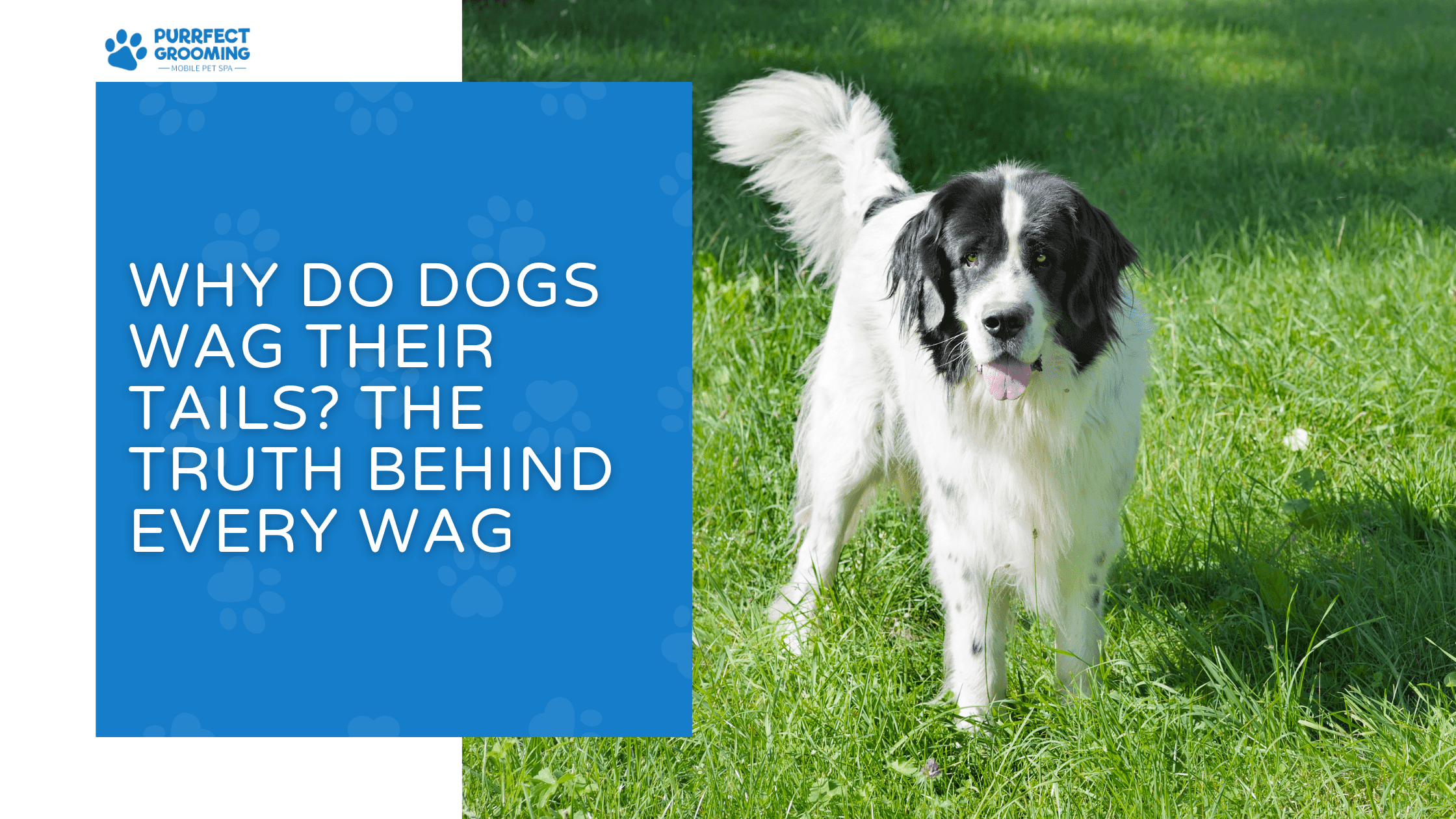 Why Do Dogs Wag Their Tails