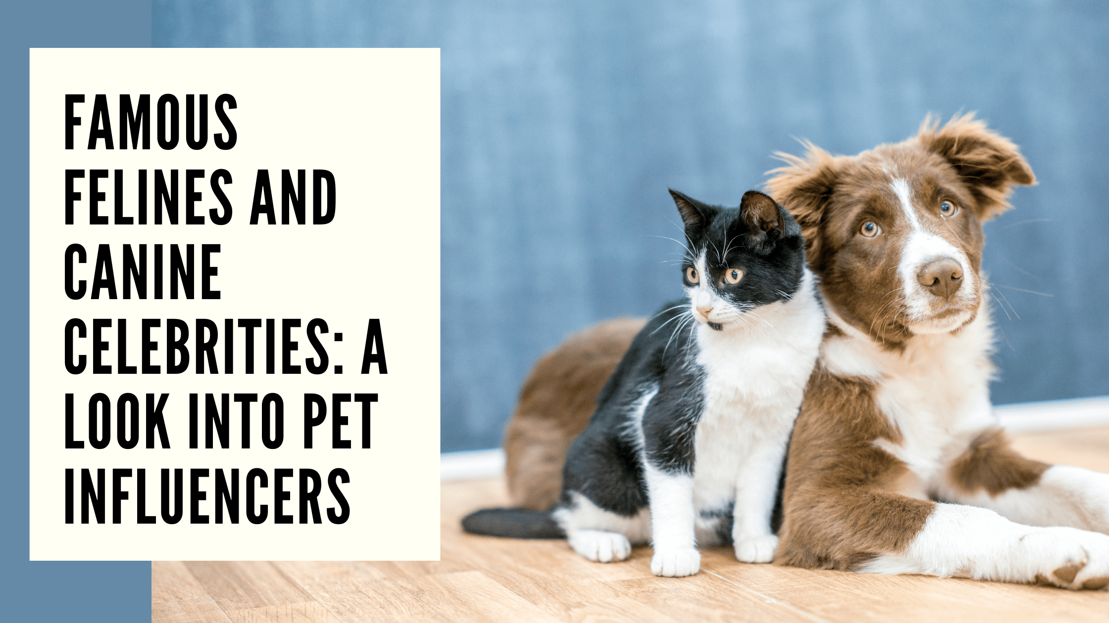 Famous Felines and Canine Celebrities A Look into Pet Influencers