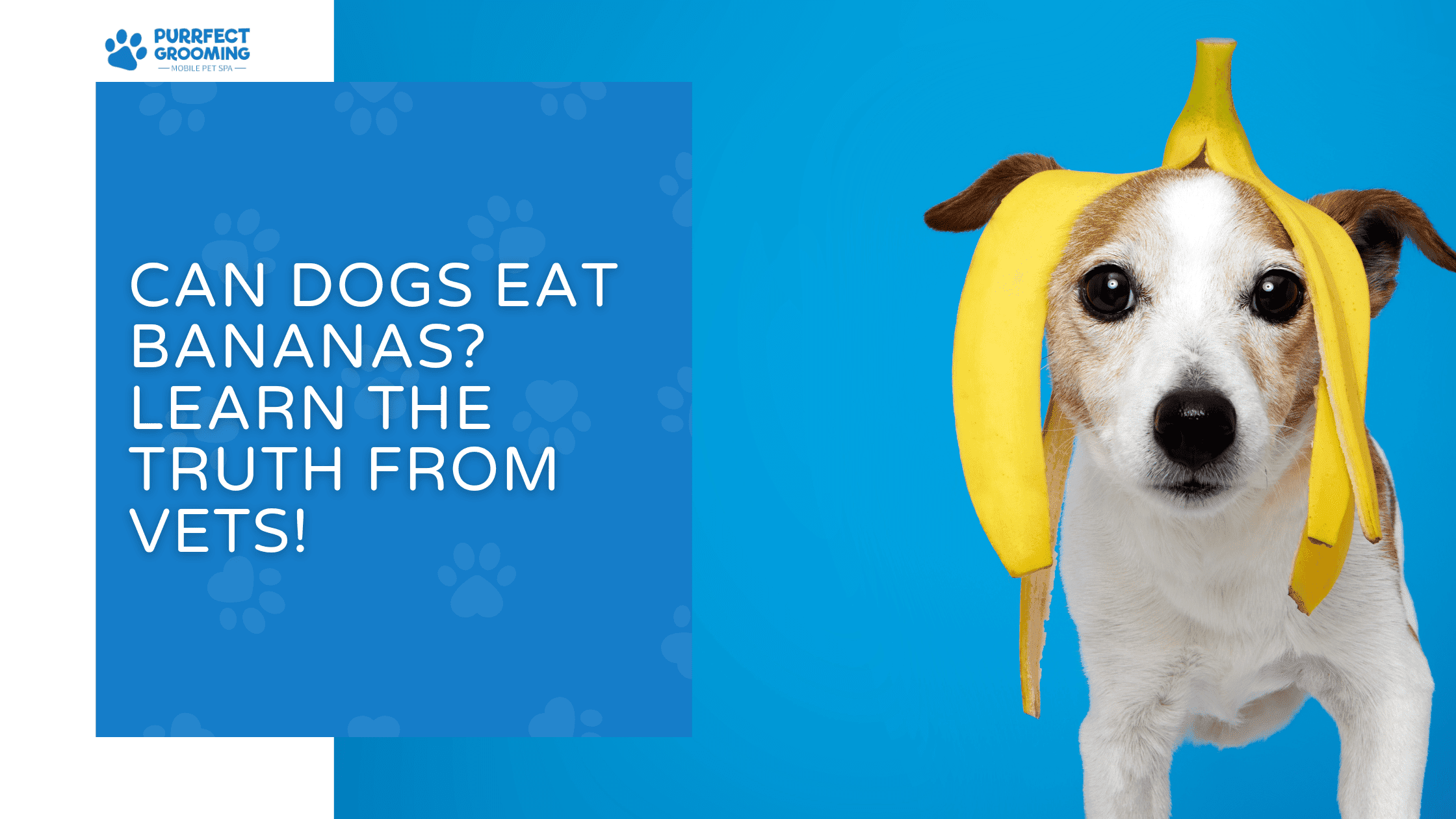 can dogs eat bananas