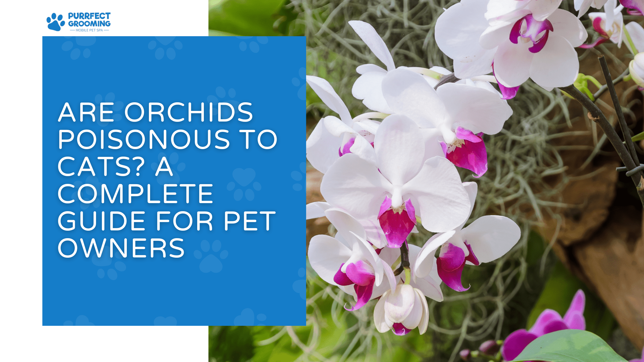 Are Orchids Poisonous to Cats